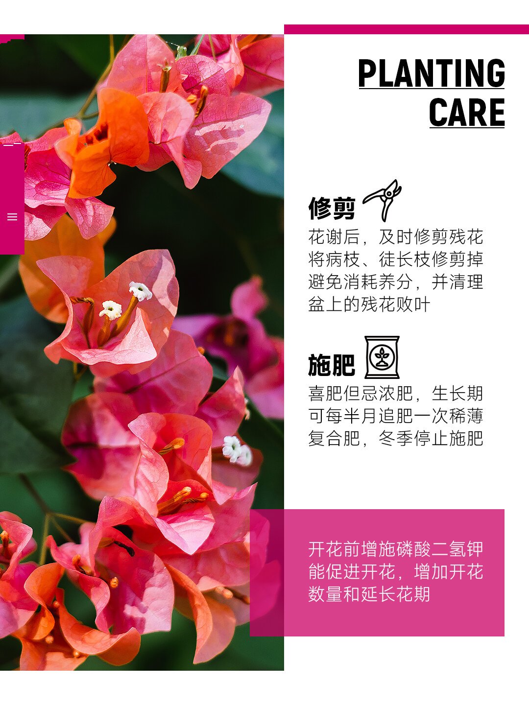 每天一种花草养护知识 | 三角梅(叶子花) 名:三角梅/bougainvillea