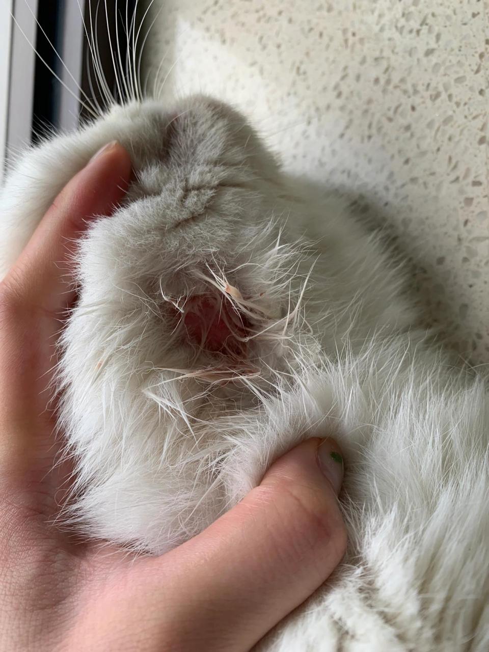 最近回家发现地上一撮一撮毛变多了,今天早晨发现,猫猫脖子上秃了一块