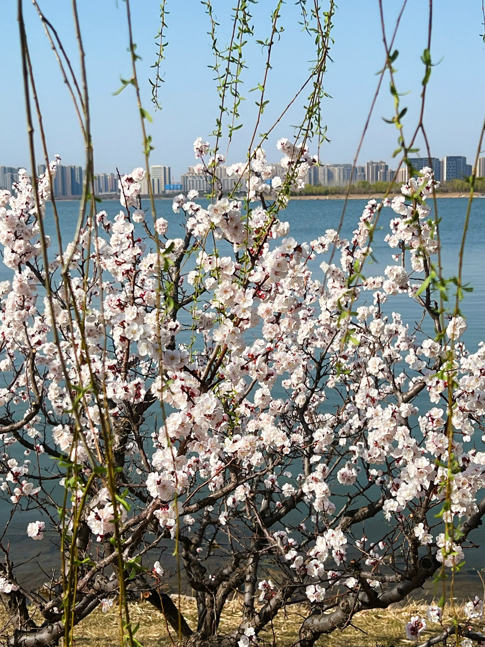 晋阳湖公园桃花图片