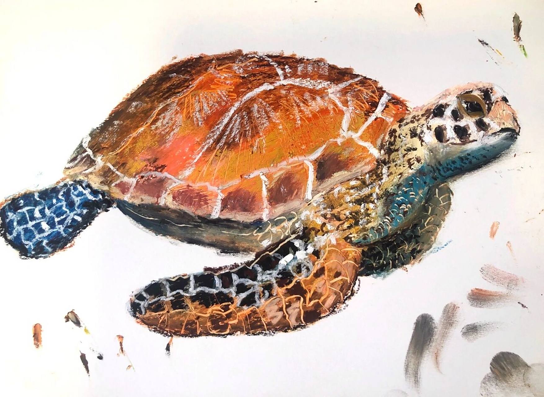 《海龟》重彩油画棒 附简单步骤图和学生作品 8215刚开始画海龟的