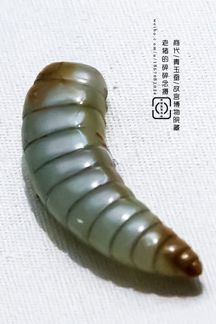 3000多年前的商代玉蚕
