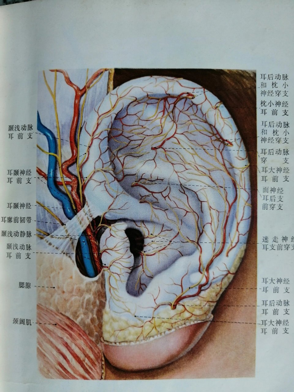 耳朵神经示意图图片