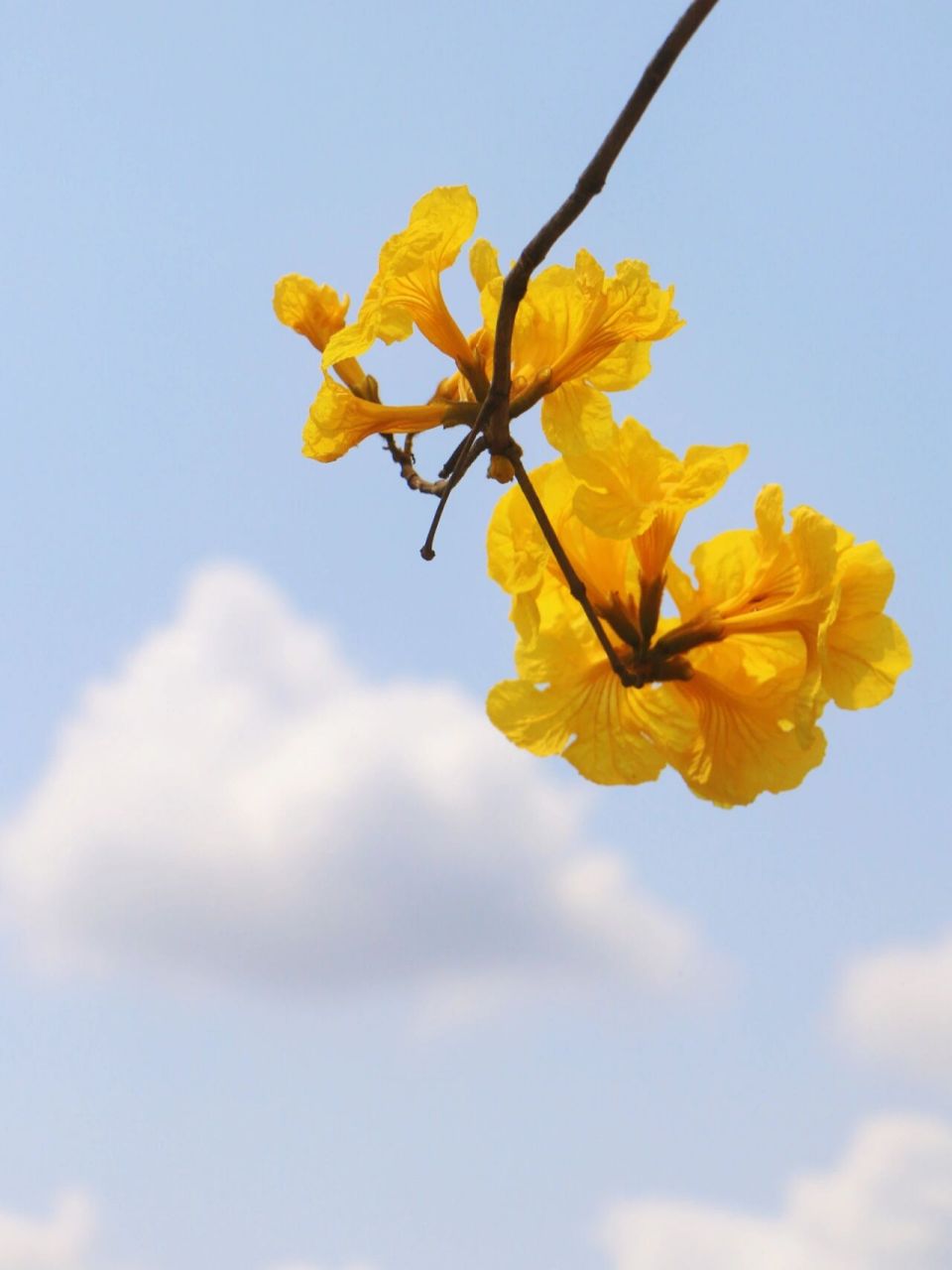 霁风花花语图片