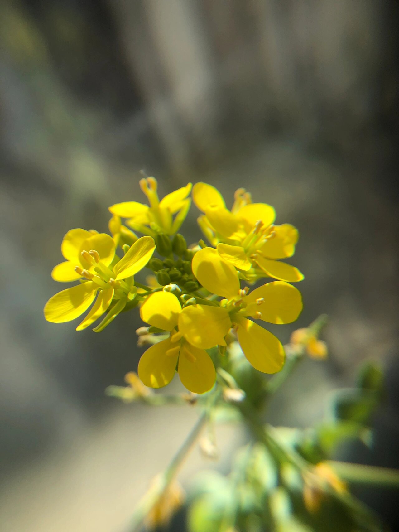 水培白菜花的生长过程图片