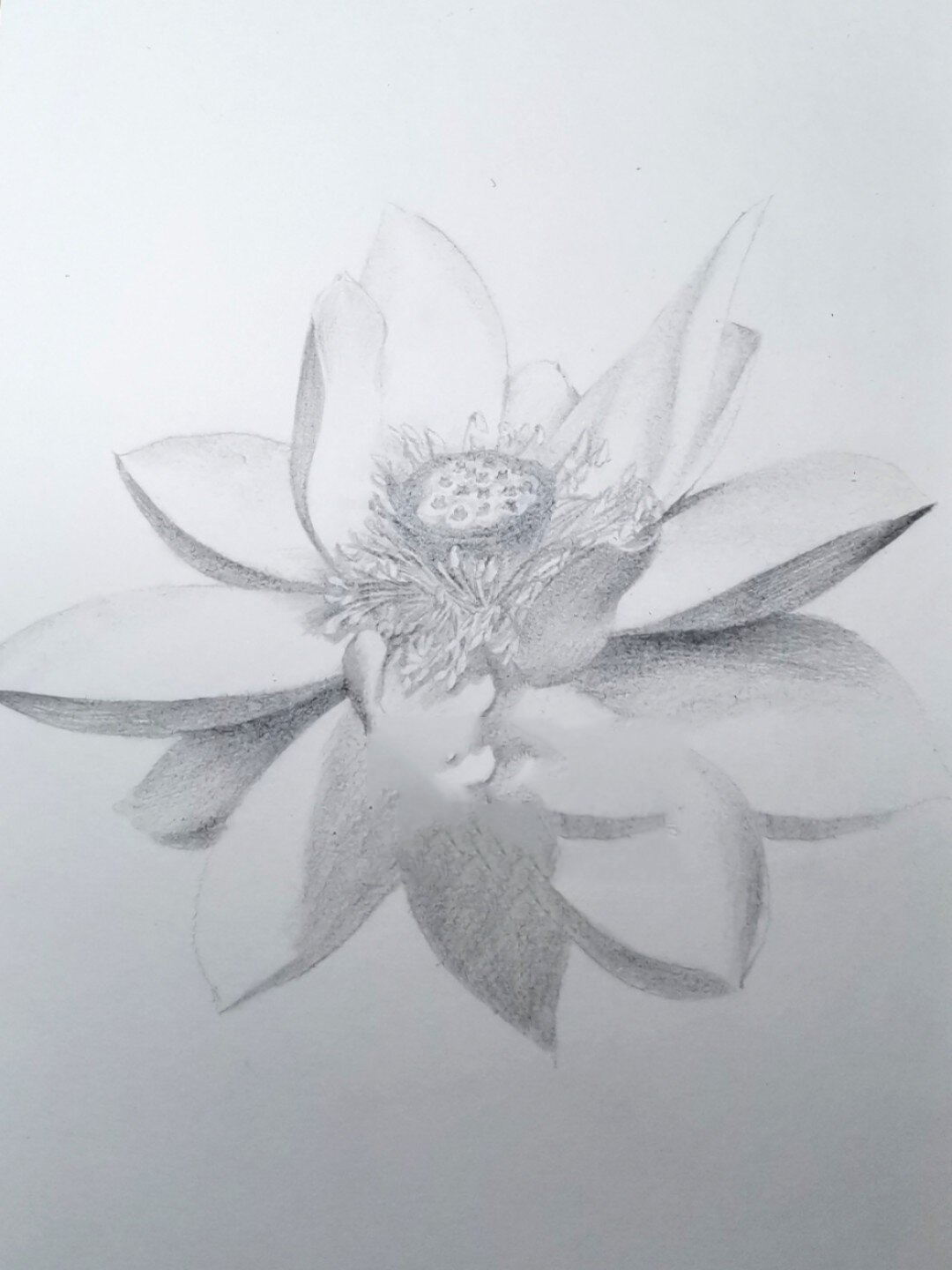 一朵莲花铅笔绘画