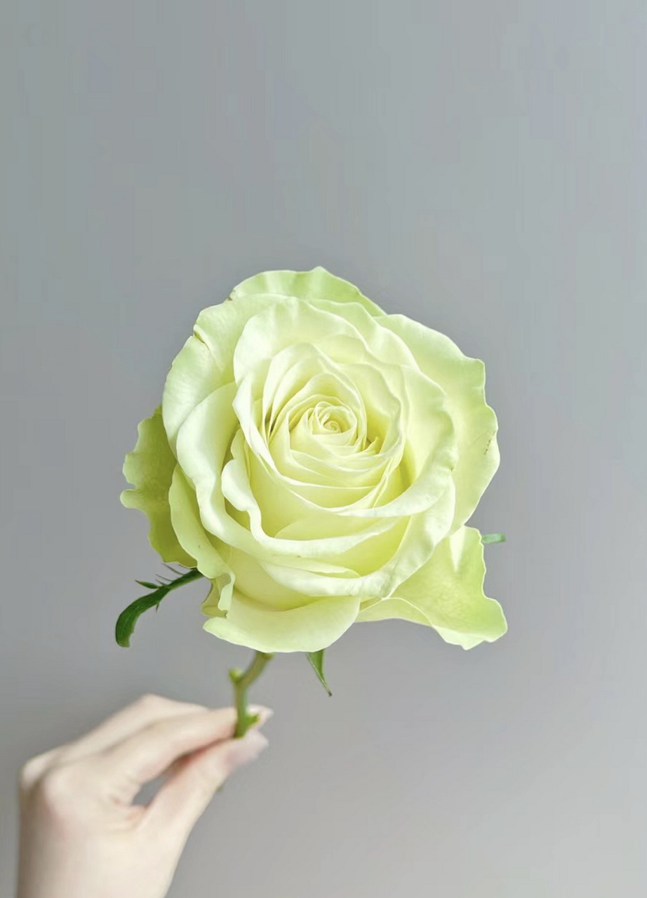 每天带你认识一种花 20 |小乔玫瑰 今日识花7815小乔玫瑰7815