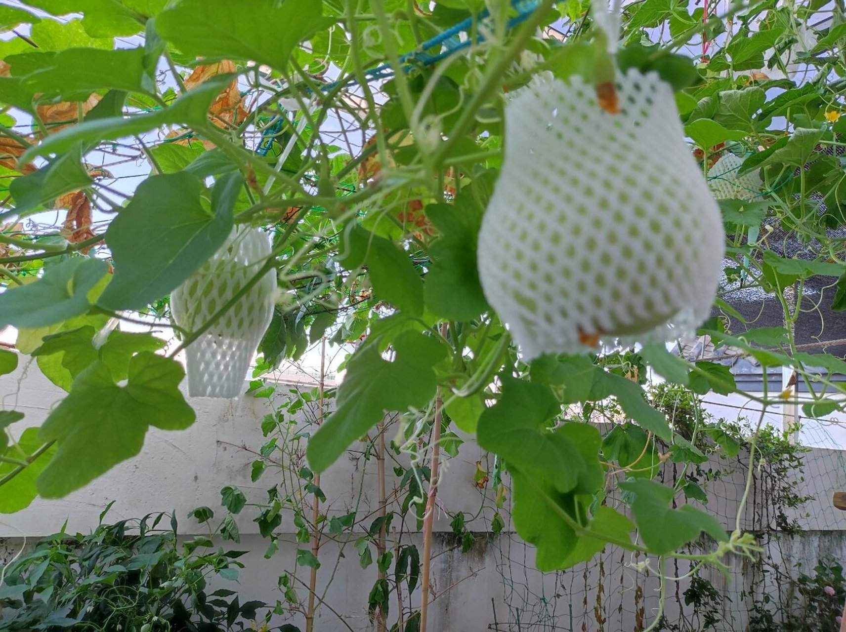 阳台种瓜-苹果瓜  我不确认是不是叫这个名字,就是一种甜的香瓜,广东