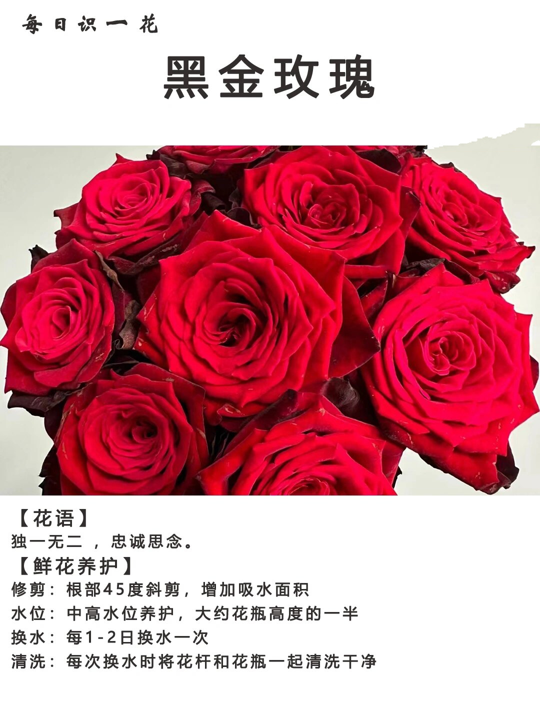 day177|每日识一花|黑金玫瑰 黑金(black gold)玫瑰,法国玫昂研究团队