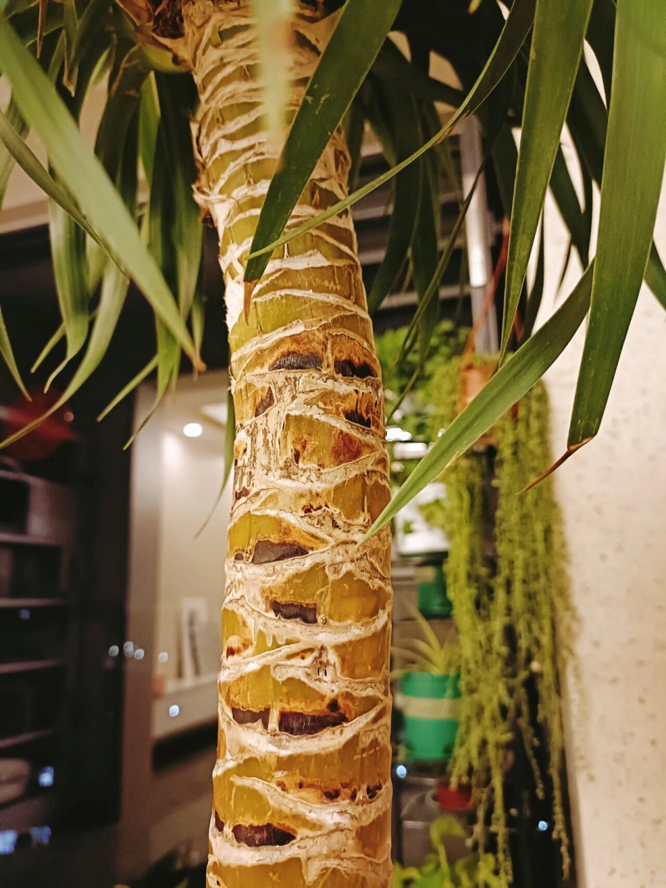 龙血树变成这个样子了,捏树干有一些发软,是生病了吗?
