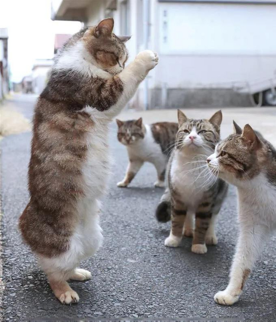 这只猫站立起来像是在祷告,旁边几只猫围着看它,难道这就是圣火喵喵吗