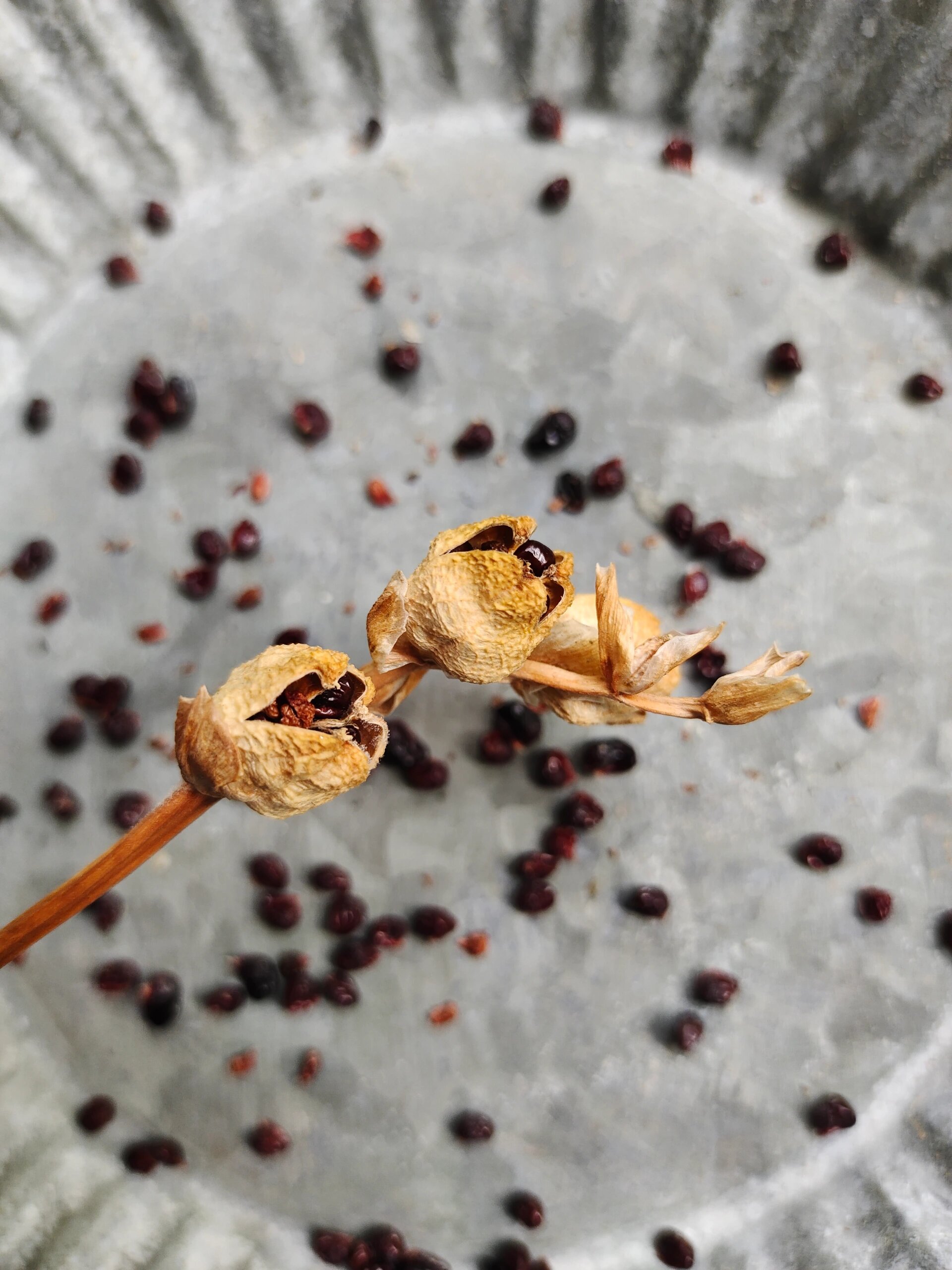 香雪兰种子成熟了