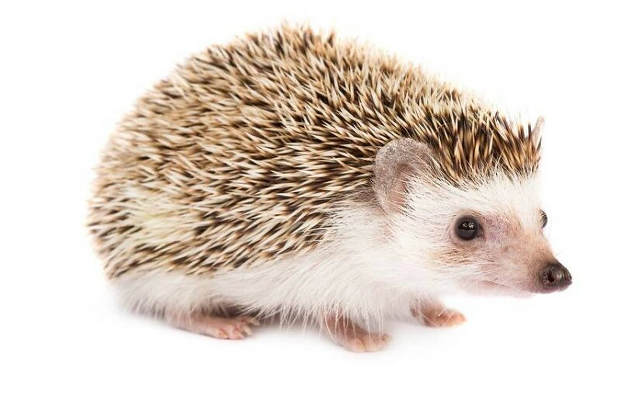 刺猬丨猬科猬属哺乳动物02 989898 别称刺团,猬鼠,偷瓜獾