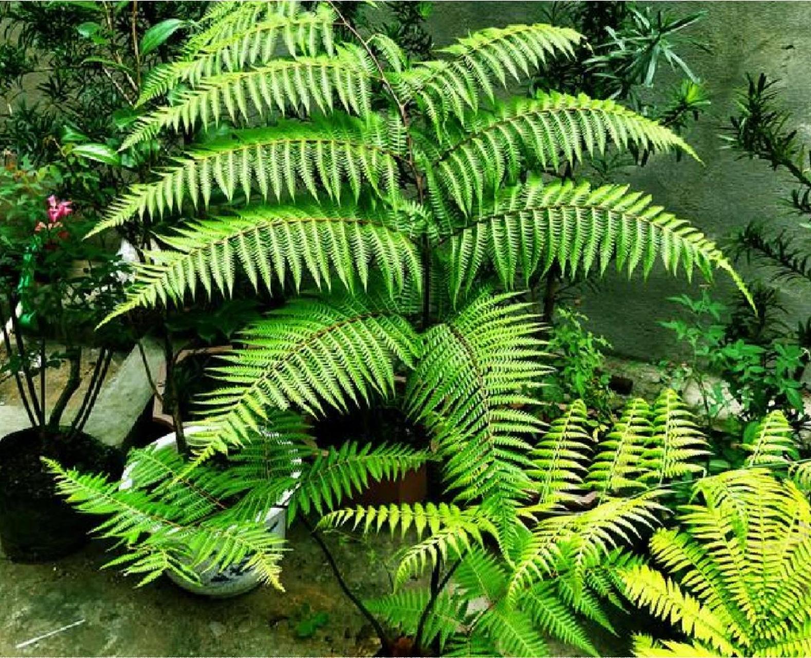 金毛狗蕨:二级重点保护植物 金毛狗蕨为多年生树形蕨类;根状茎粗大