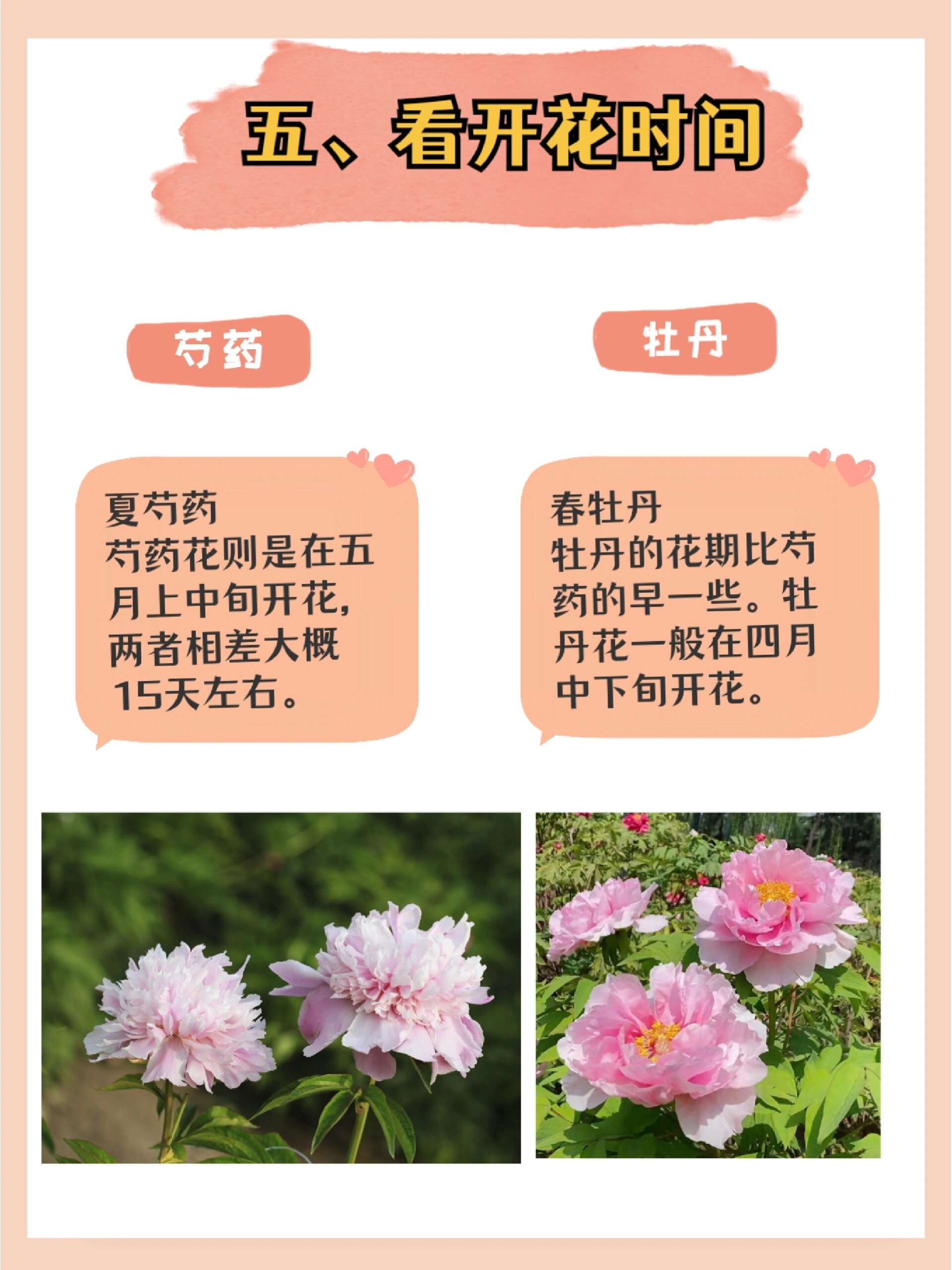 芍药&牡丹傻傻分不清?