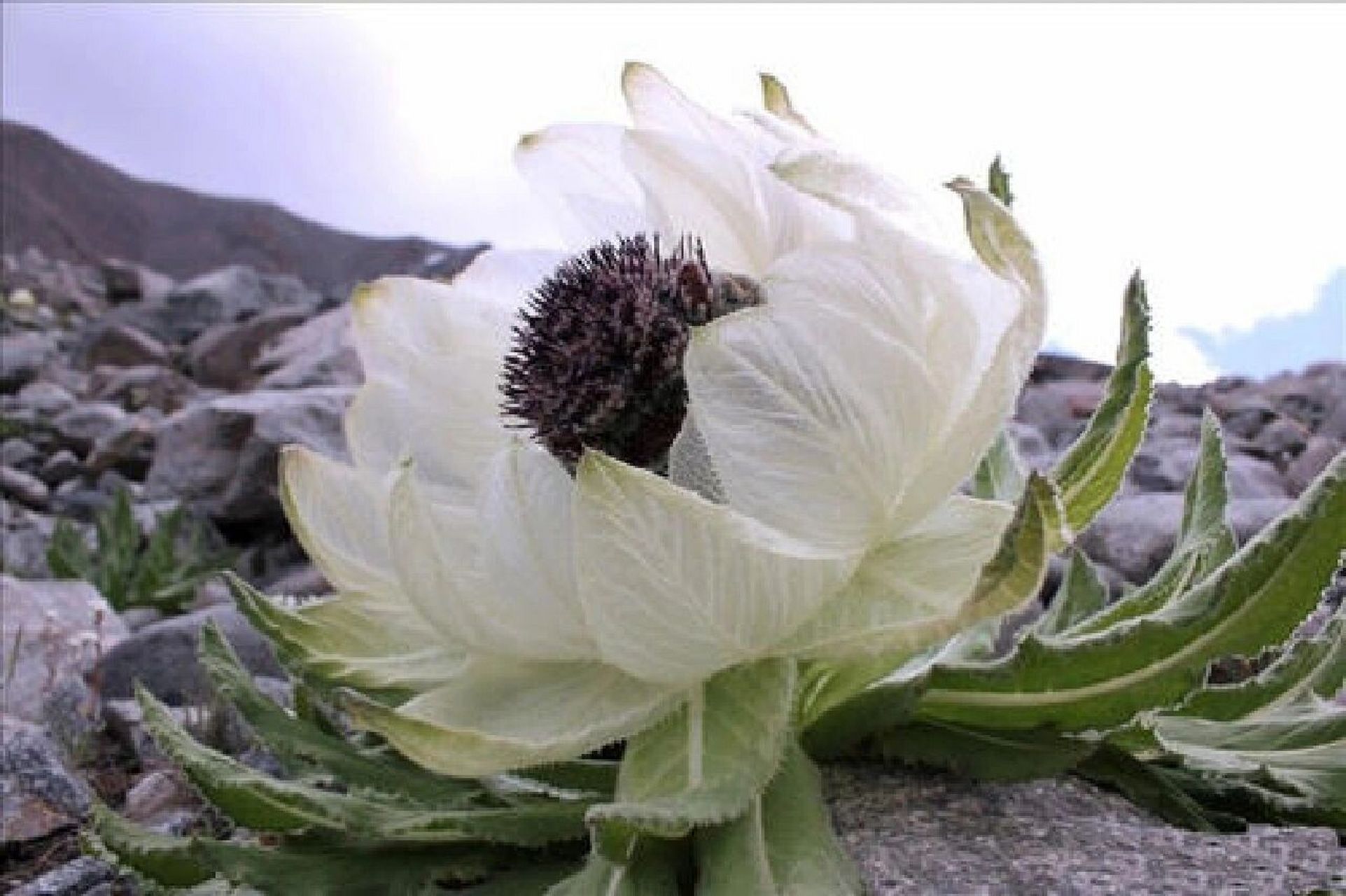 9898雪莲花生长在天山雪线以下海拔2800~4000米之间的石缝,岩壁和