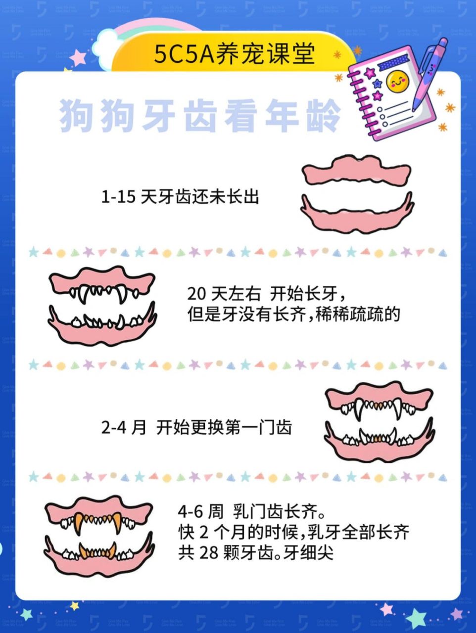 狗狗牙齿判断年龄|新手养狗|买狗必看防骗 欢迎来到吾宠吾爱新手养狗