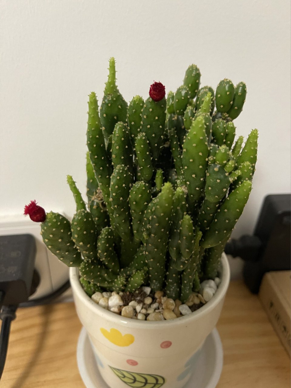 招财手开花了 买回来没多久就开花了,发现旁边有几颗烂根了,是不是