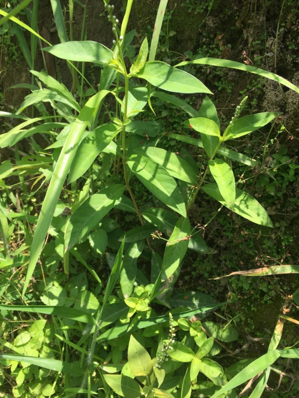 星宿菜 别名红脚兰,红脚南;为报春花科植物星宿菜lysimachia fortunei