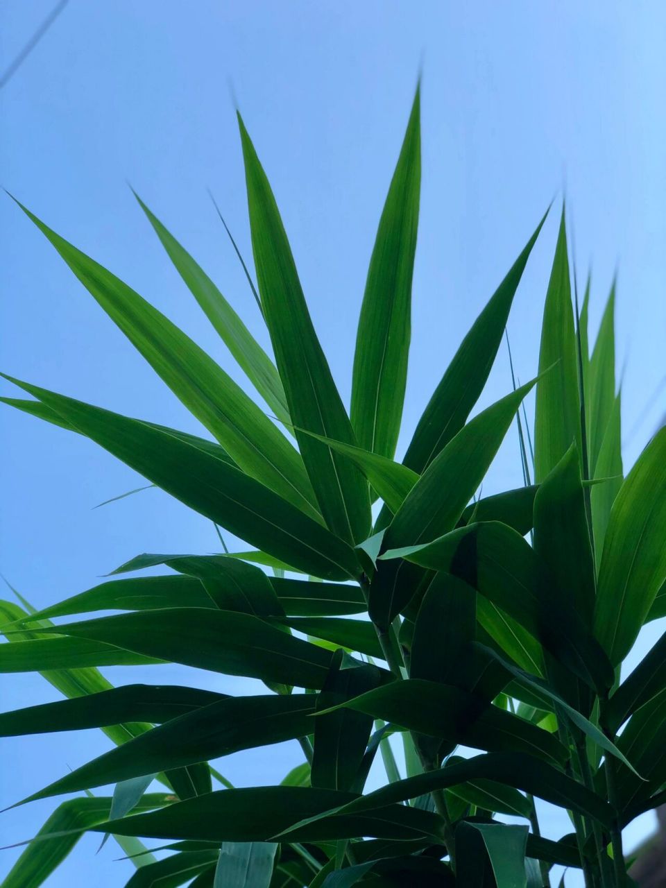 95箬叶,箬竹叶 ～箬叶香～老白茶香 箬叶摘下来清洗干净,再用水煮一