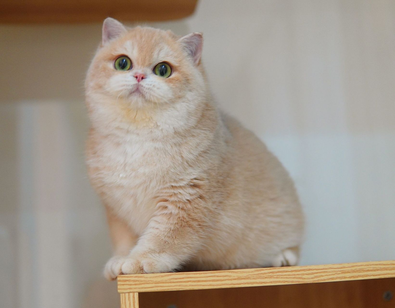 如何养出一只又圆又壮的紫金渐层09 图片是坦克在新家的照片.