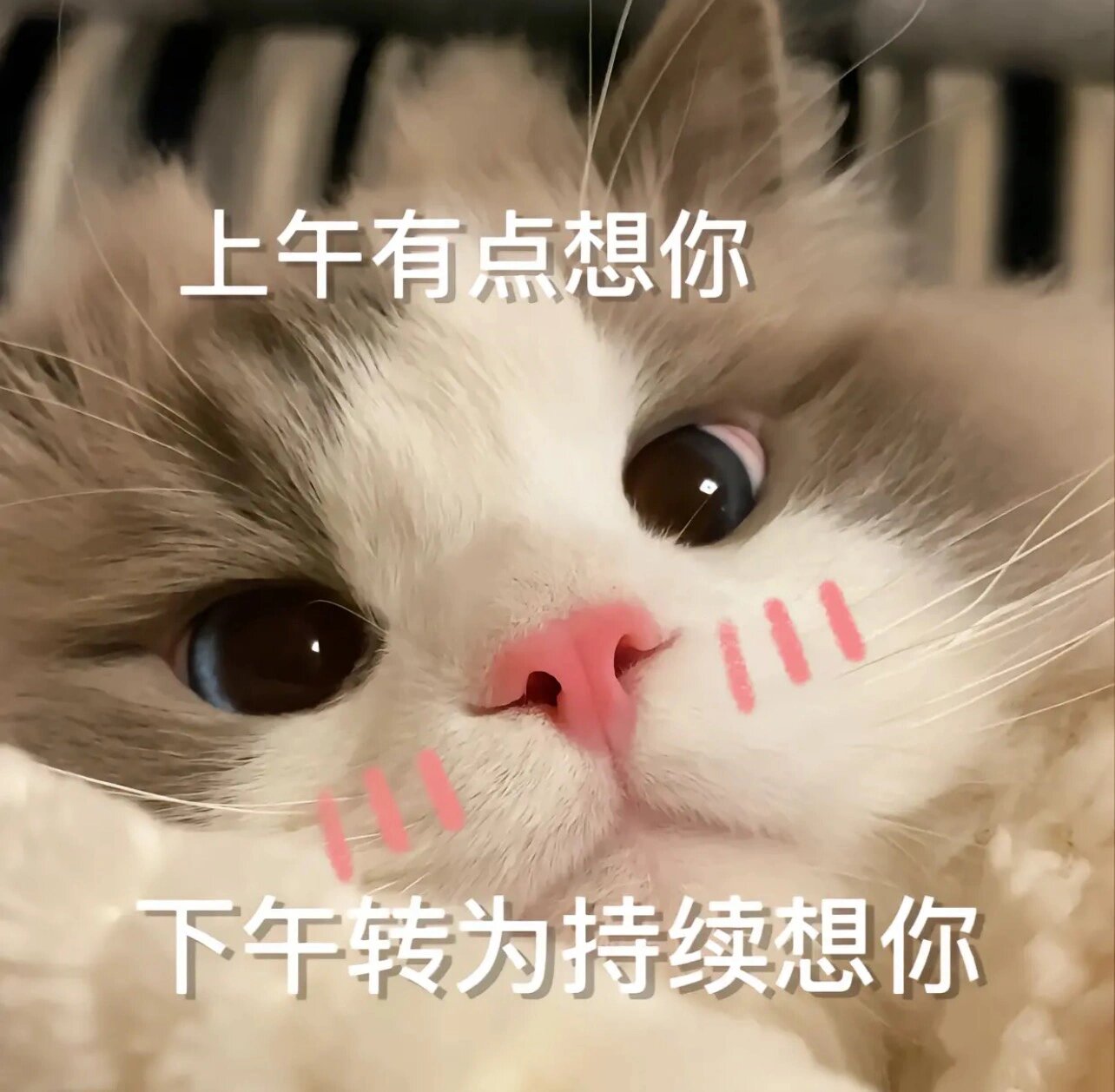 糯叽叽喵～哄老公的表情包