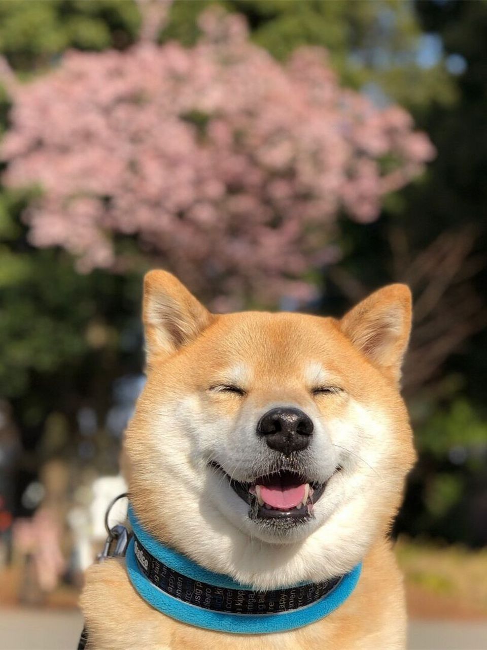 养一只柴犬一个月要花多少钱?