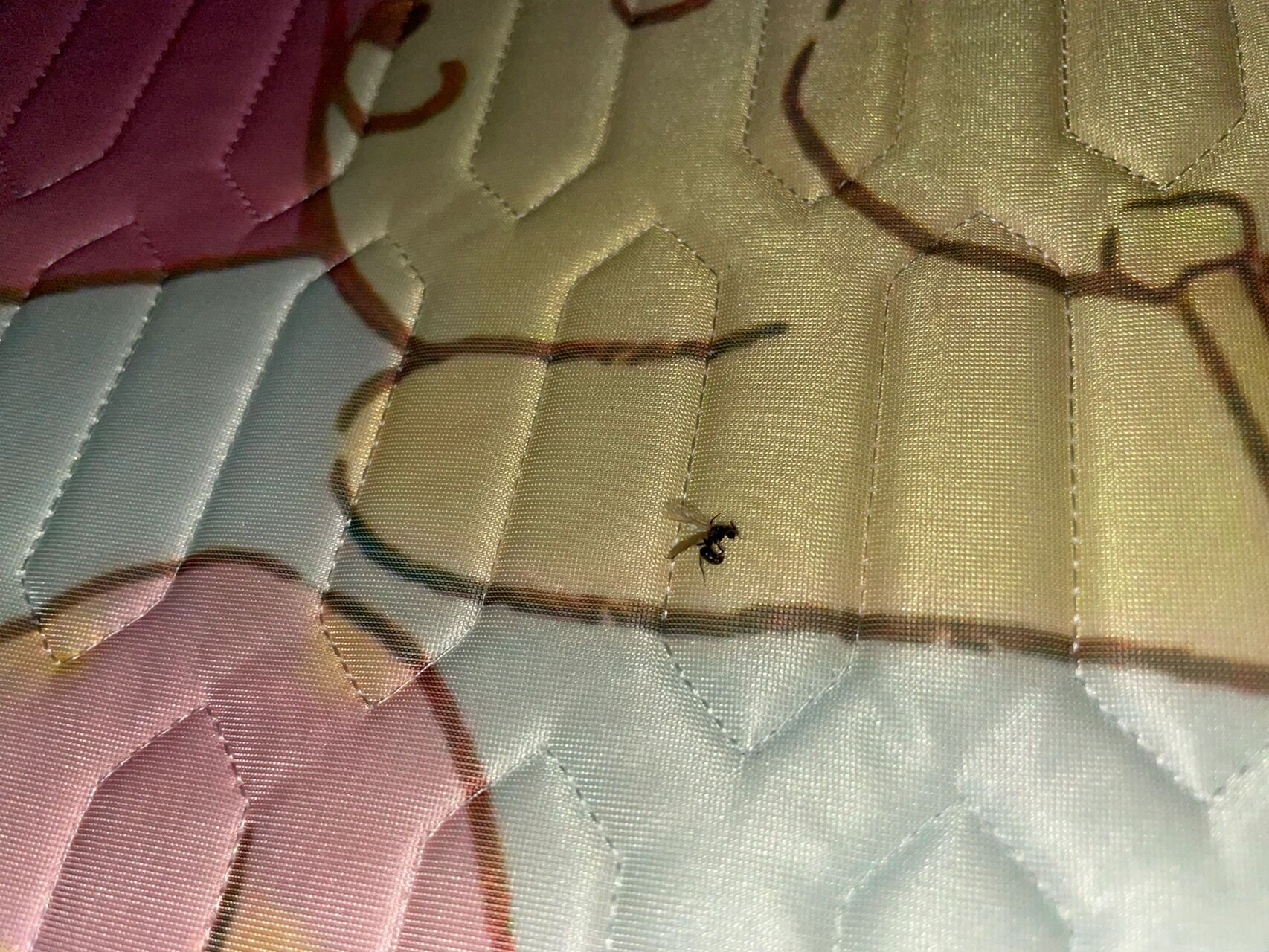 被大飞蚁咬了 过了一天 中间一整节手指都肿了 硬硬的.