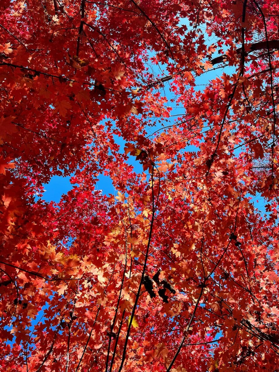 昌平最美红枫林 无意之间知道的地方,昌平的平人农村最美红枫林