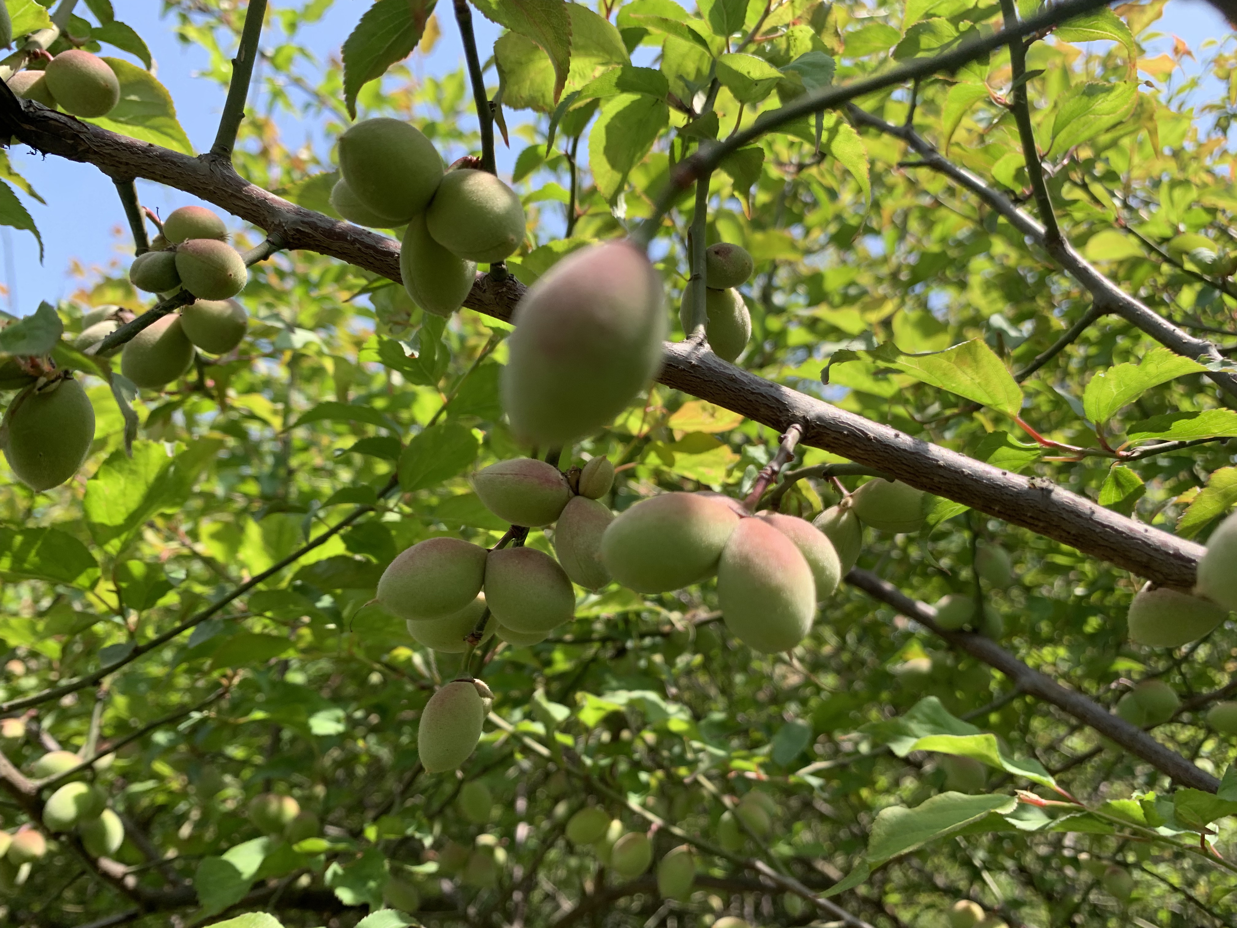 梅花结果是什么果子?图片