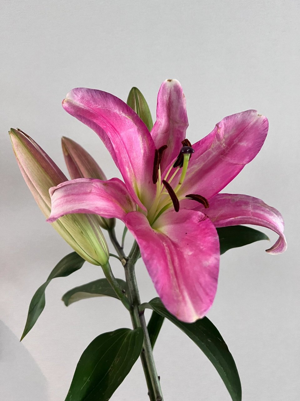 麦当娜百合      第一次买麦当娜,花苞巨大,呈青色和紫红色,是香水