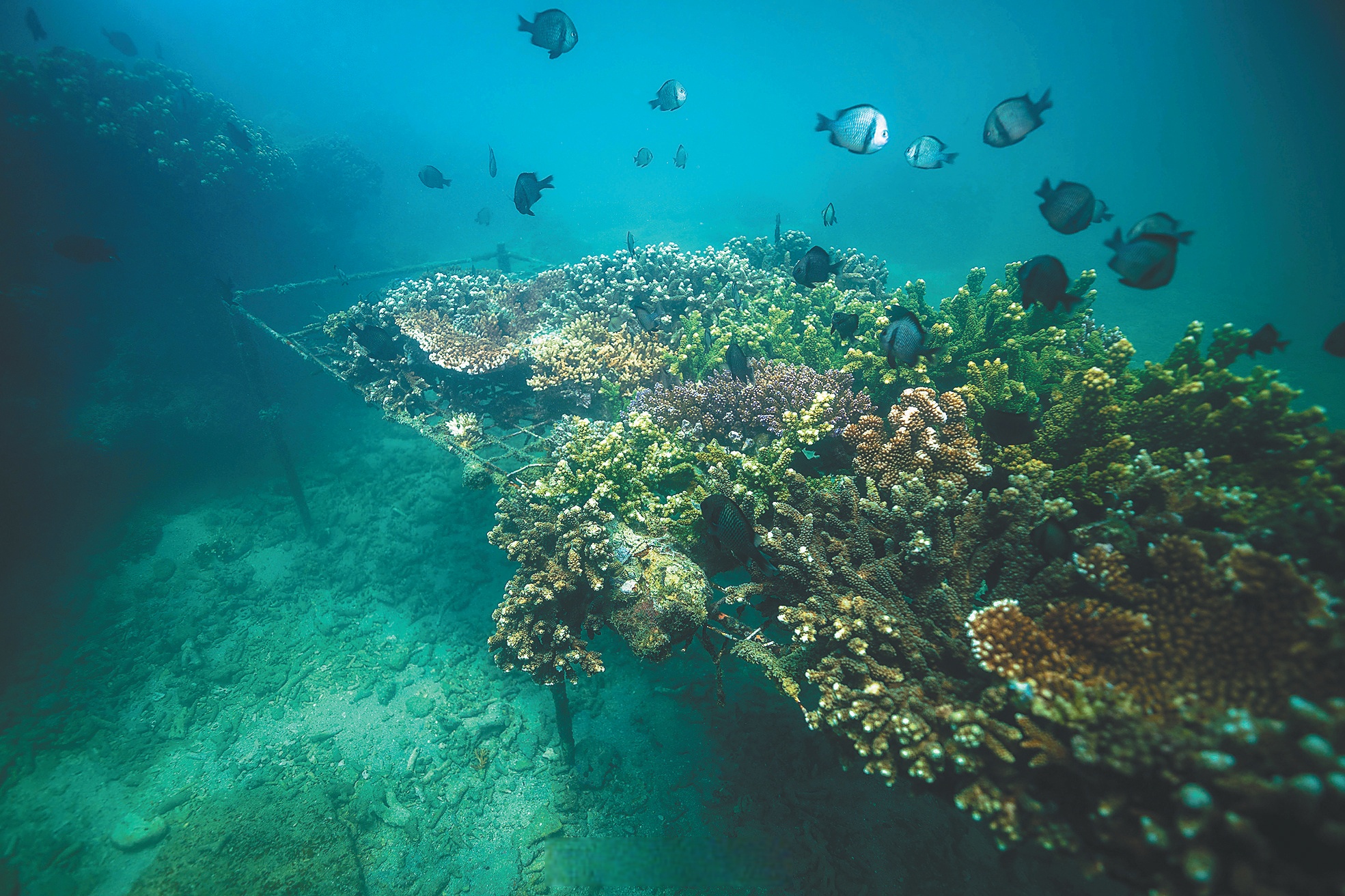 力争把珊瑚礁生态系统保护修复打造成海南建设国家生态文明试验区的