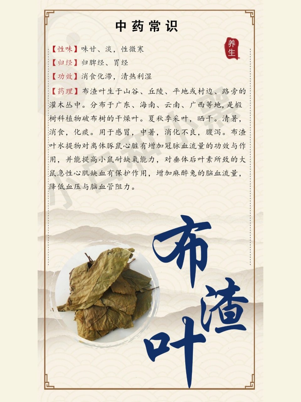 每天了解一种中药:布渣叶 别名崩补叶,泡卜布,山茶叶,蓑衣子,破布叶