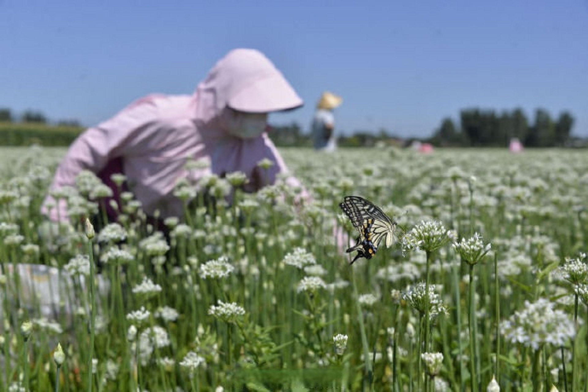 一朵朵白色的小花清素雅致,微风吹过,夹着淡淡的清香沁人心脾,宛若一