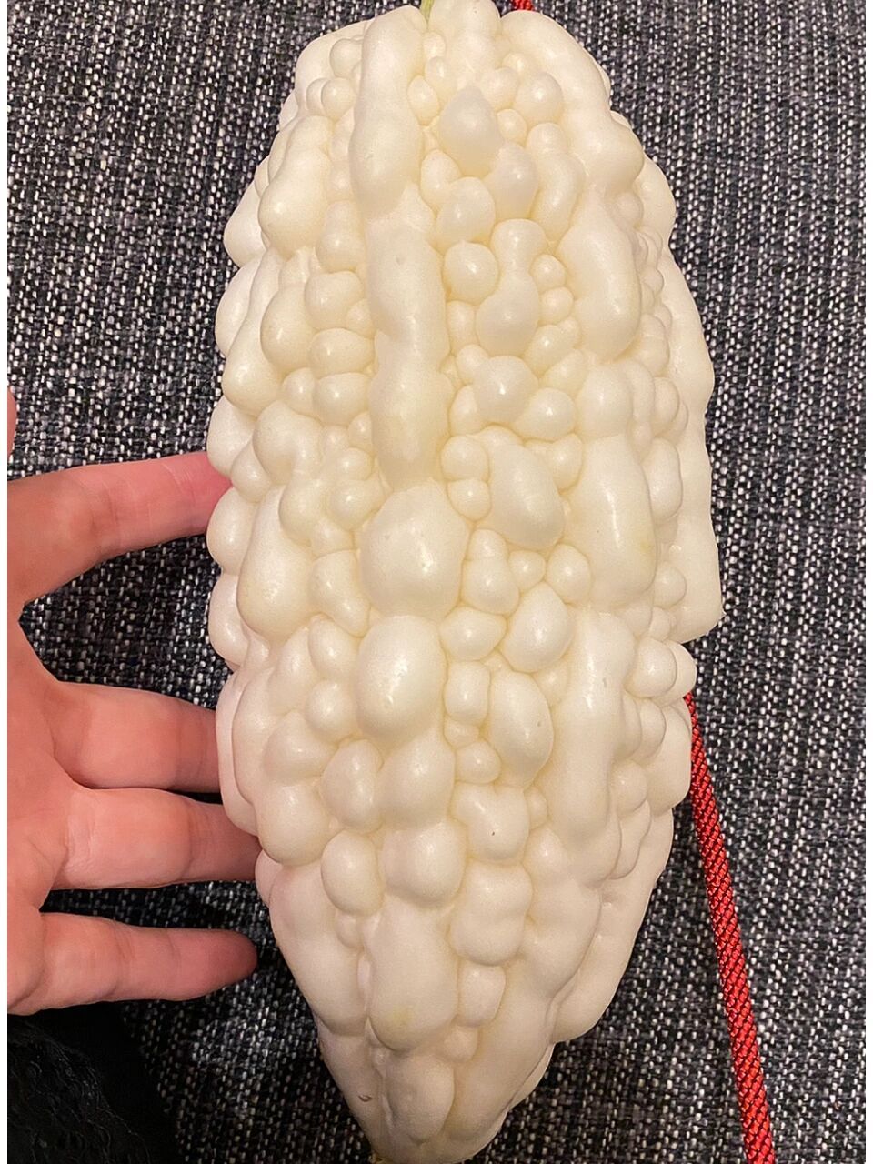 它的名字叫白玉苦瓜.