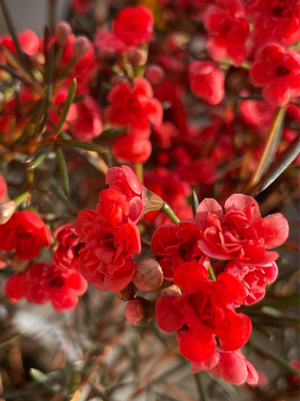 重瓣红色腊梅 吸染的大红色,非常喜庆!