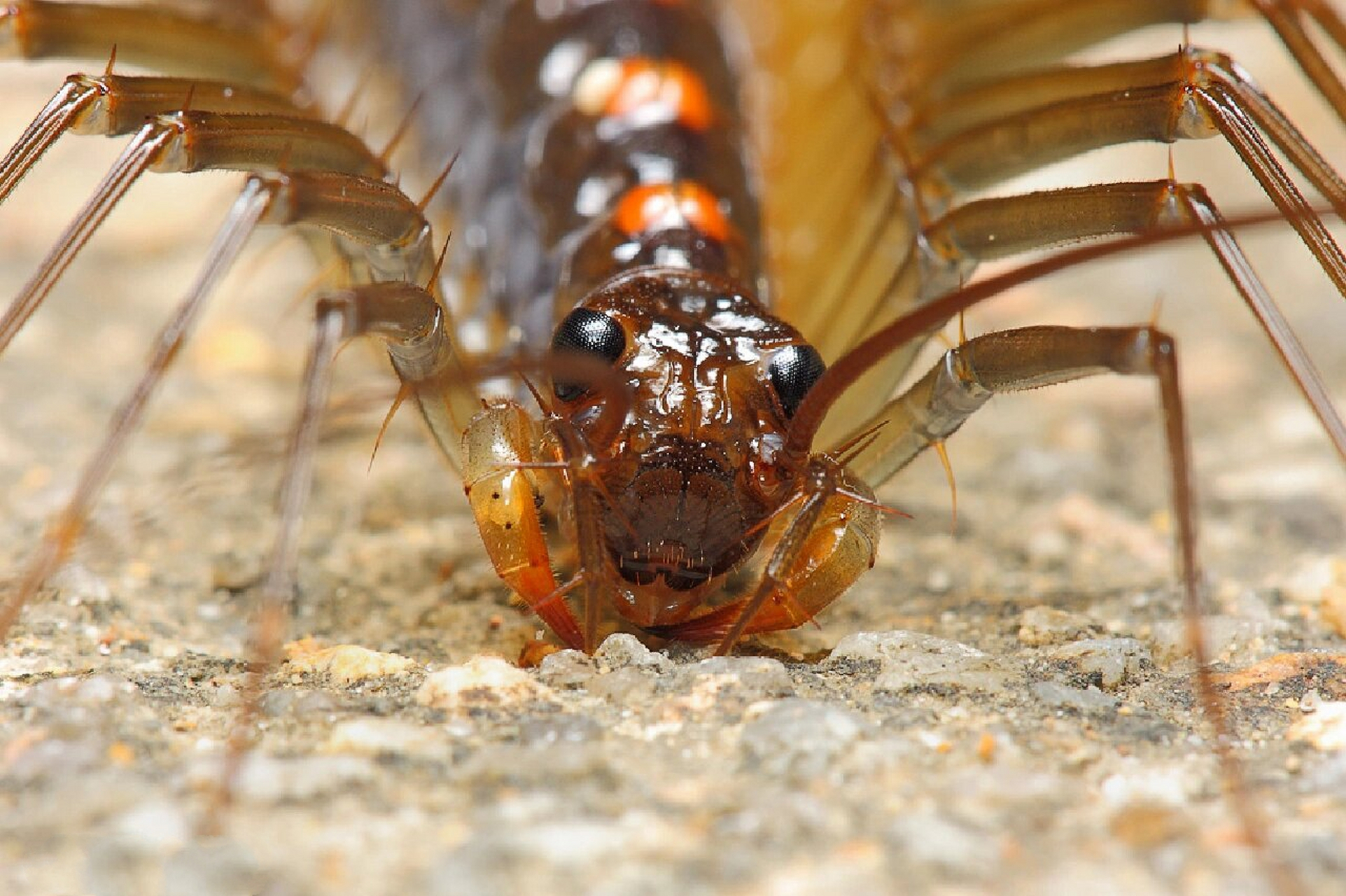 种动物(49)蚰蜒 中文名:蚰蜒 学名:scutiger coleoptrata 别名:钱串子