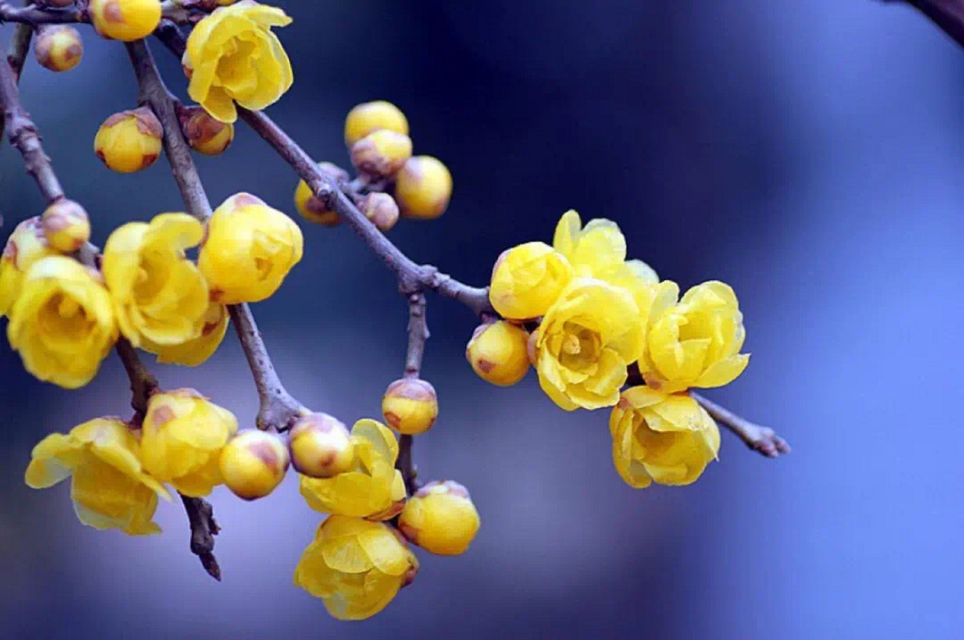 空白 小寒——寒冬腊梅兀自开 ★★★☆ 突然发现,近两年来优秀国产