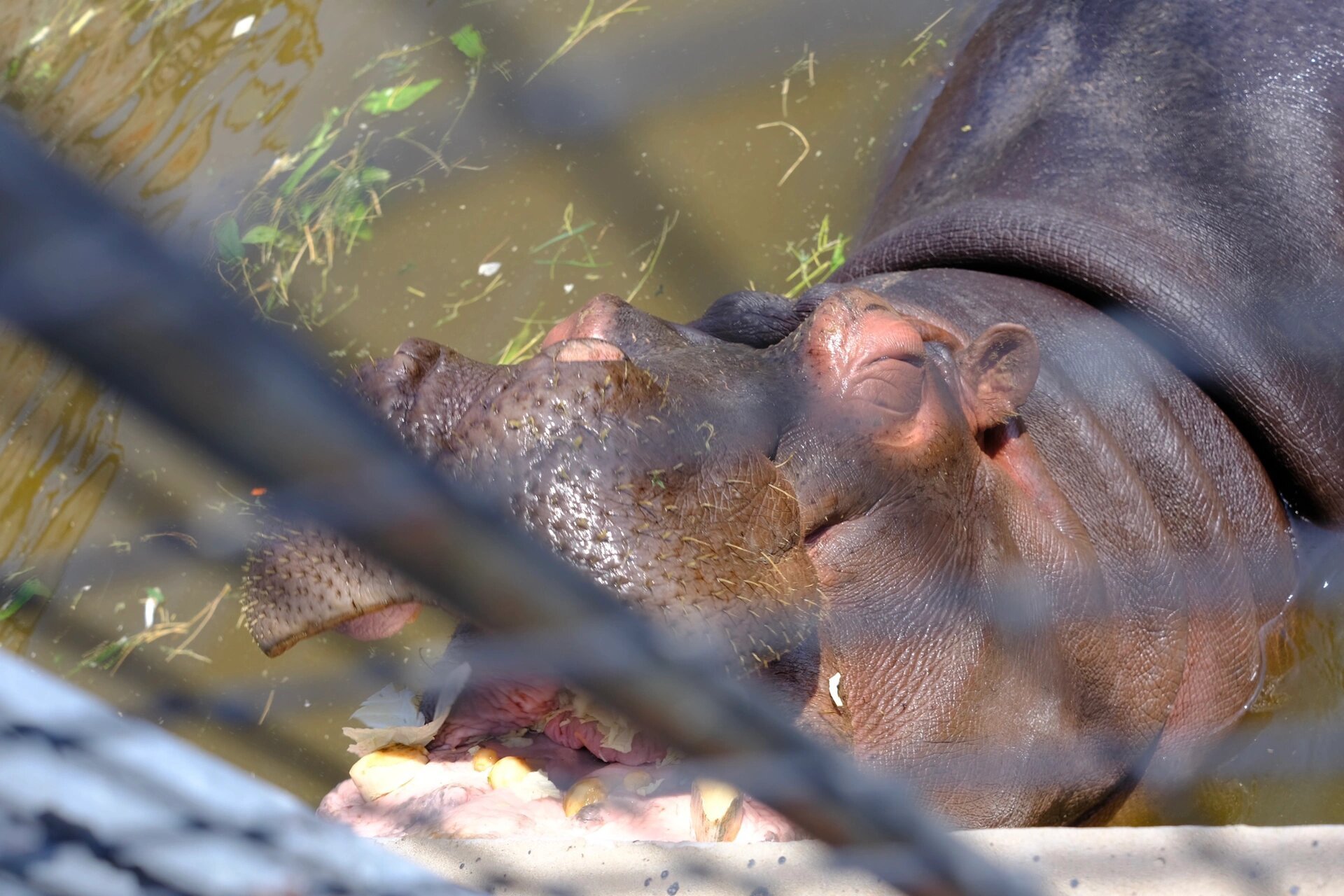 亳州市动物园 地点:建安路与亳芜大道交叉口 门票:成人30元/人 110cm