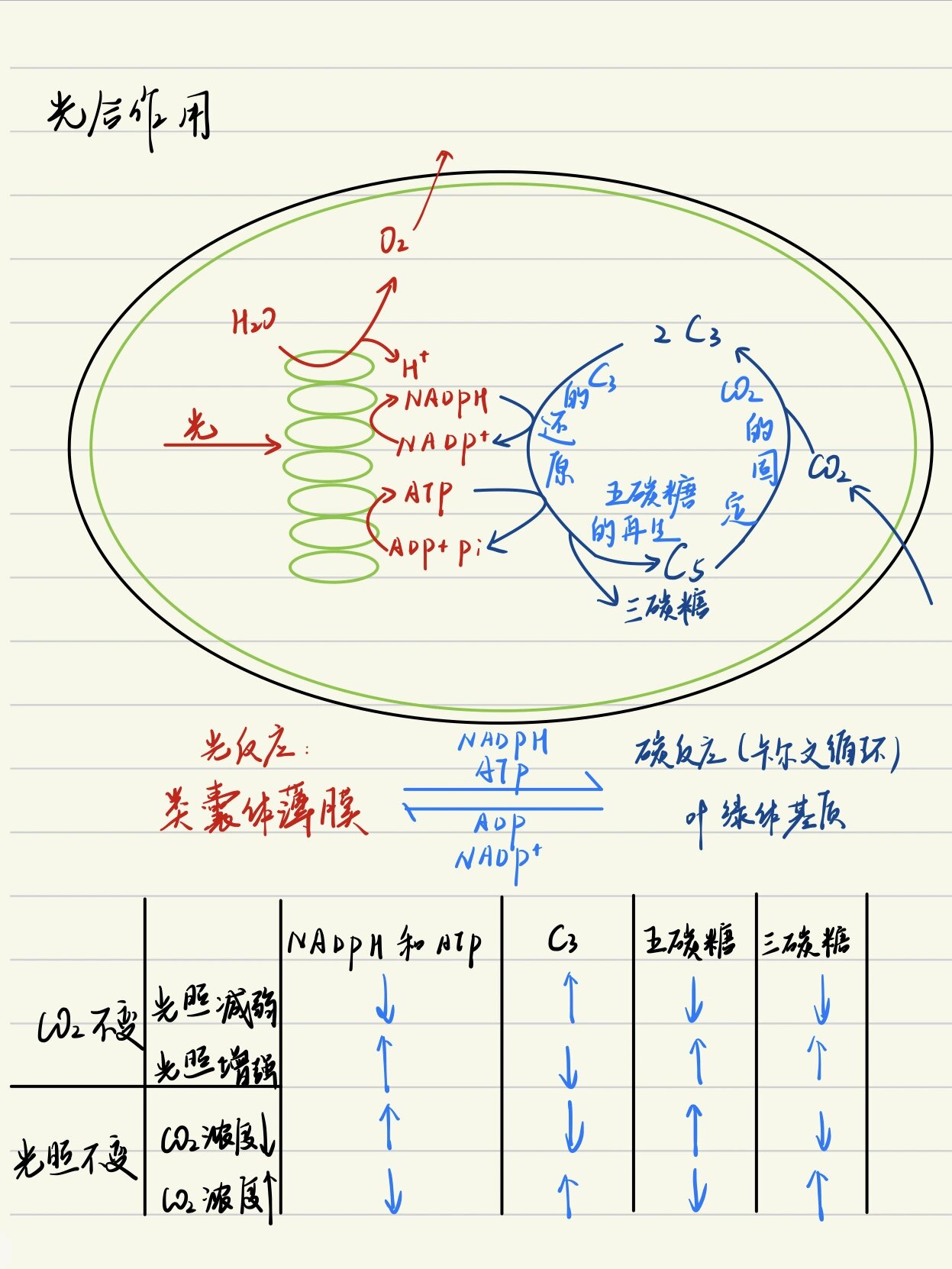 光合作用结构示意图图片