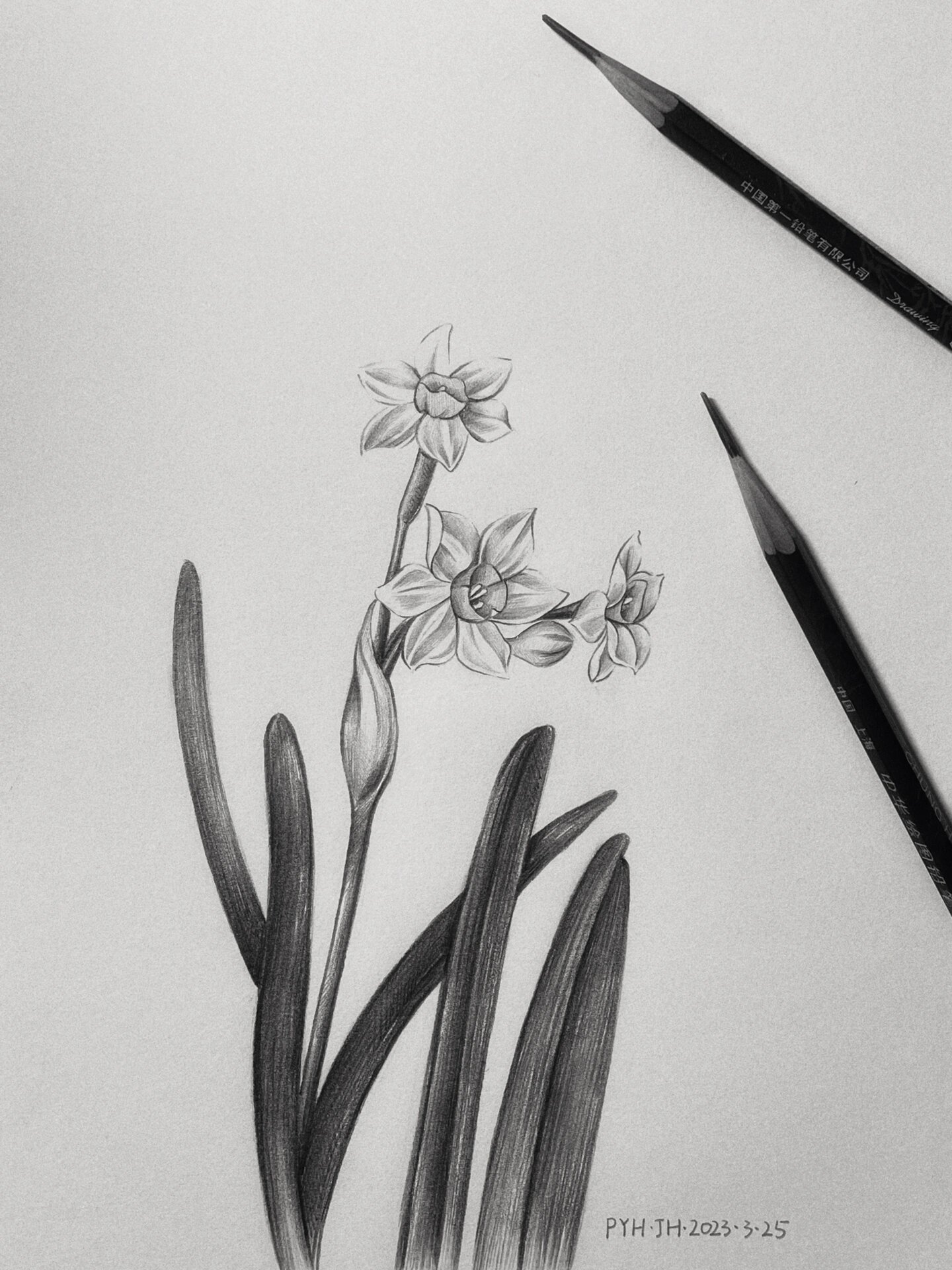 素描花卉步骤图分享【水仙花