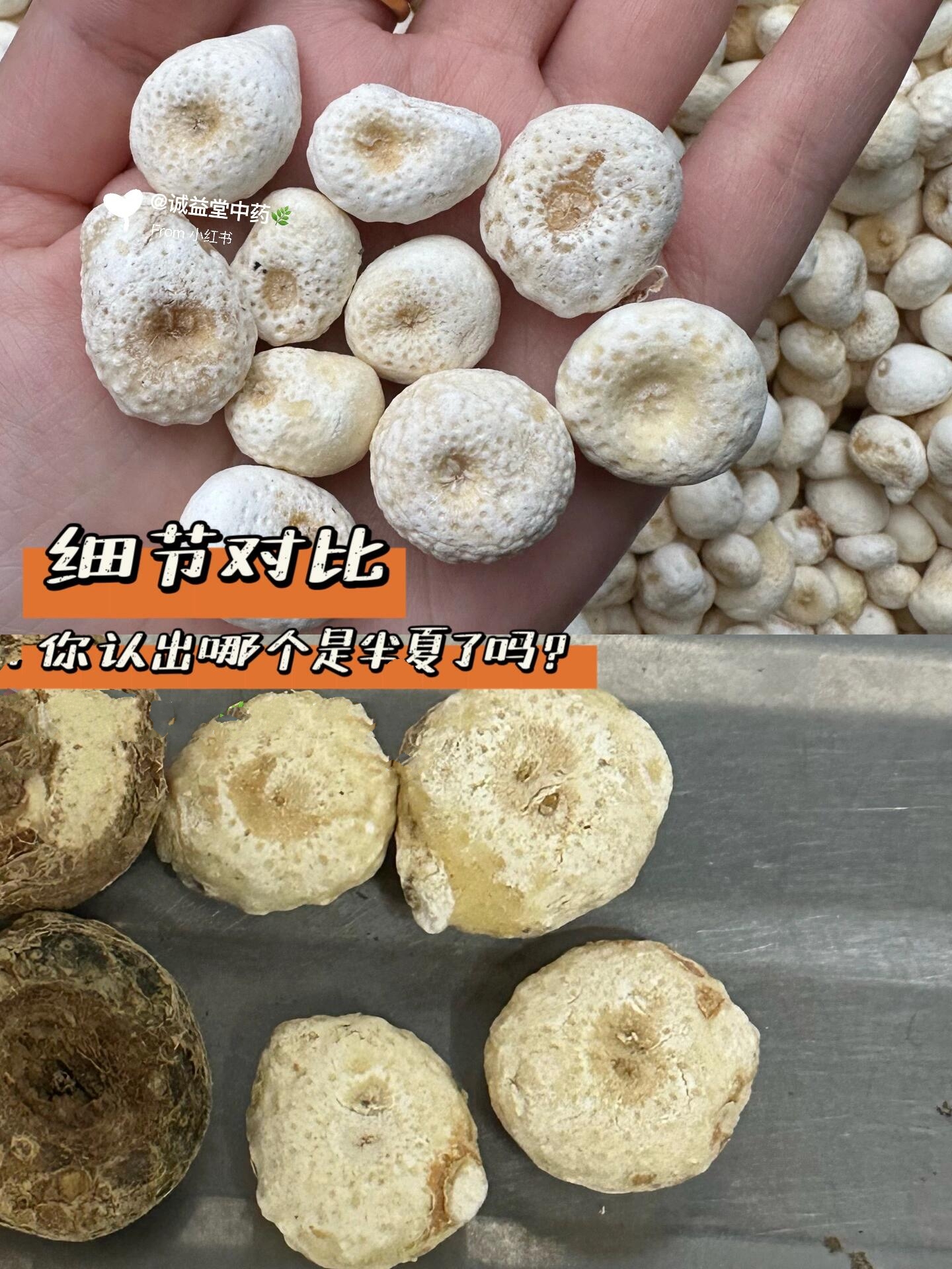 半夏vs天南星97对比图