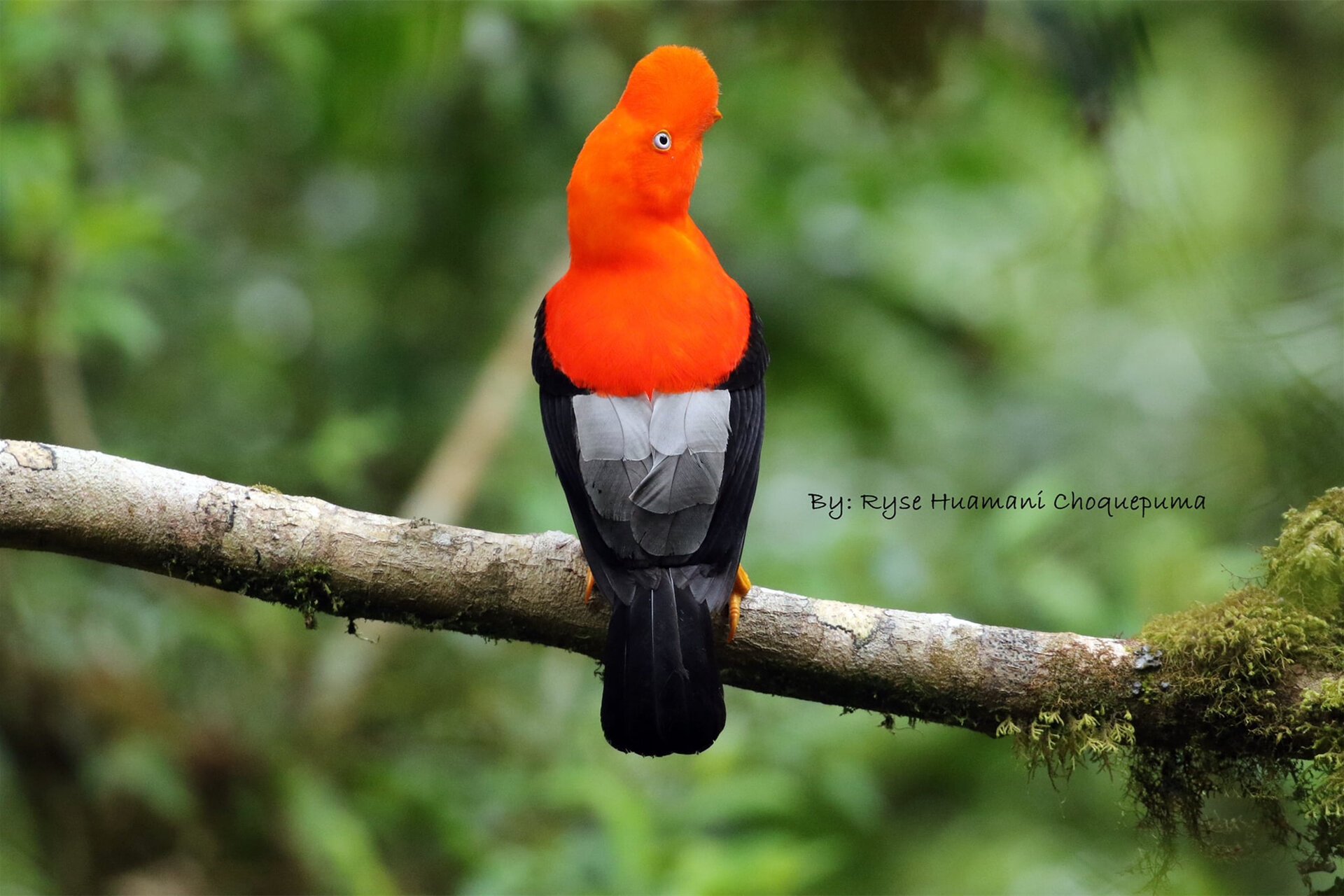头顶红色毛茸茸小扇子的安第斯动冠伞鸟 亚马逊雨林中有一种头顶一把