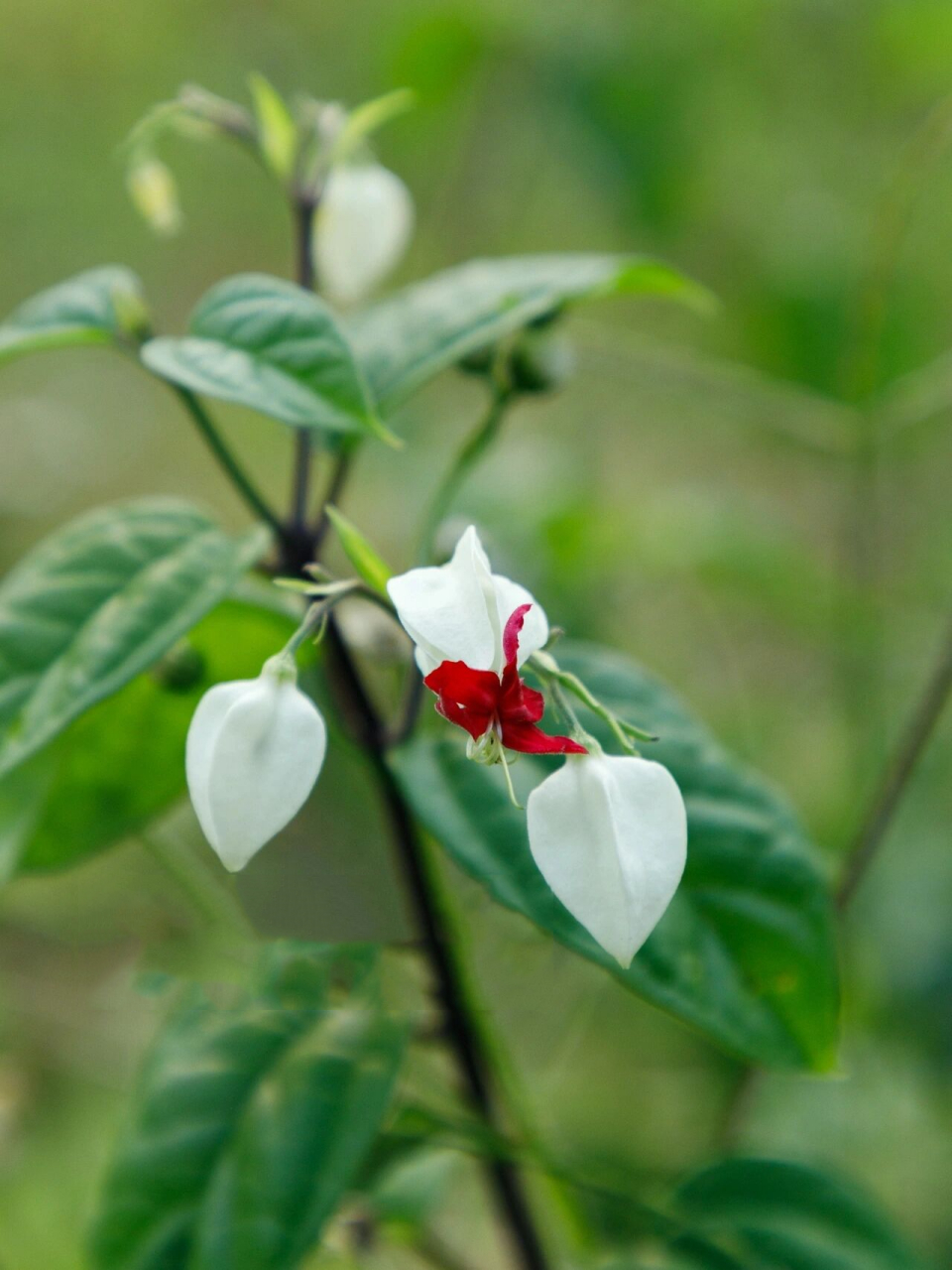 龙吐珠花图片高清图片