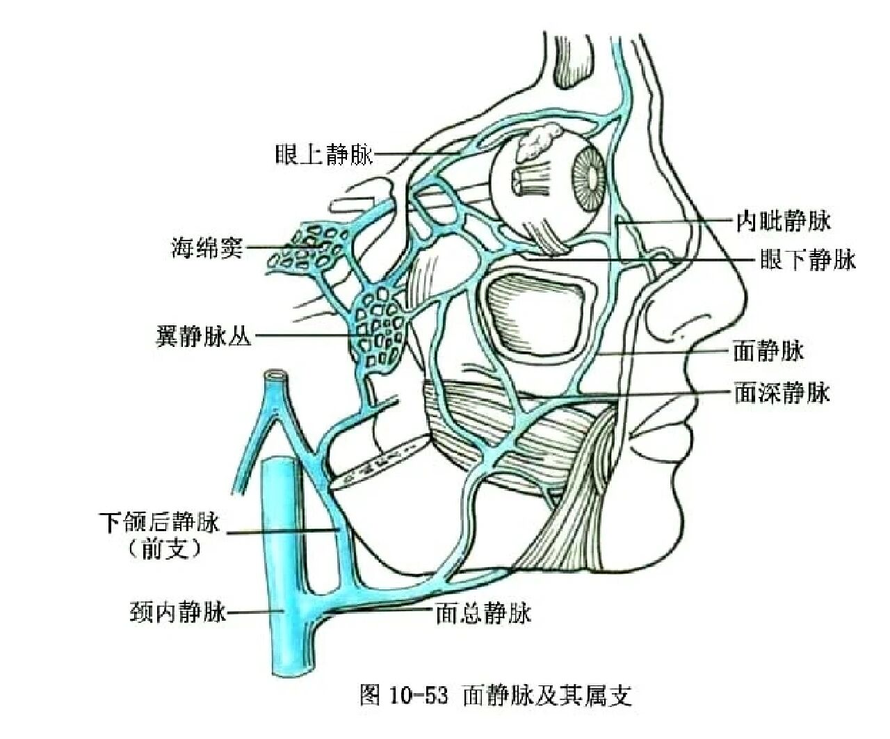 静脉血管走行图图片