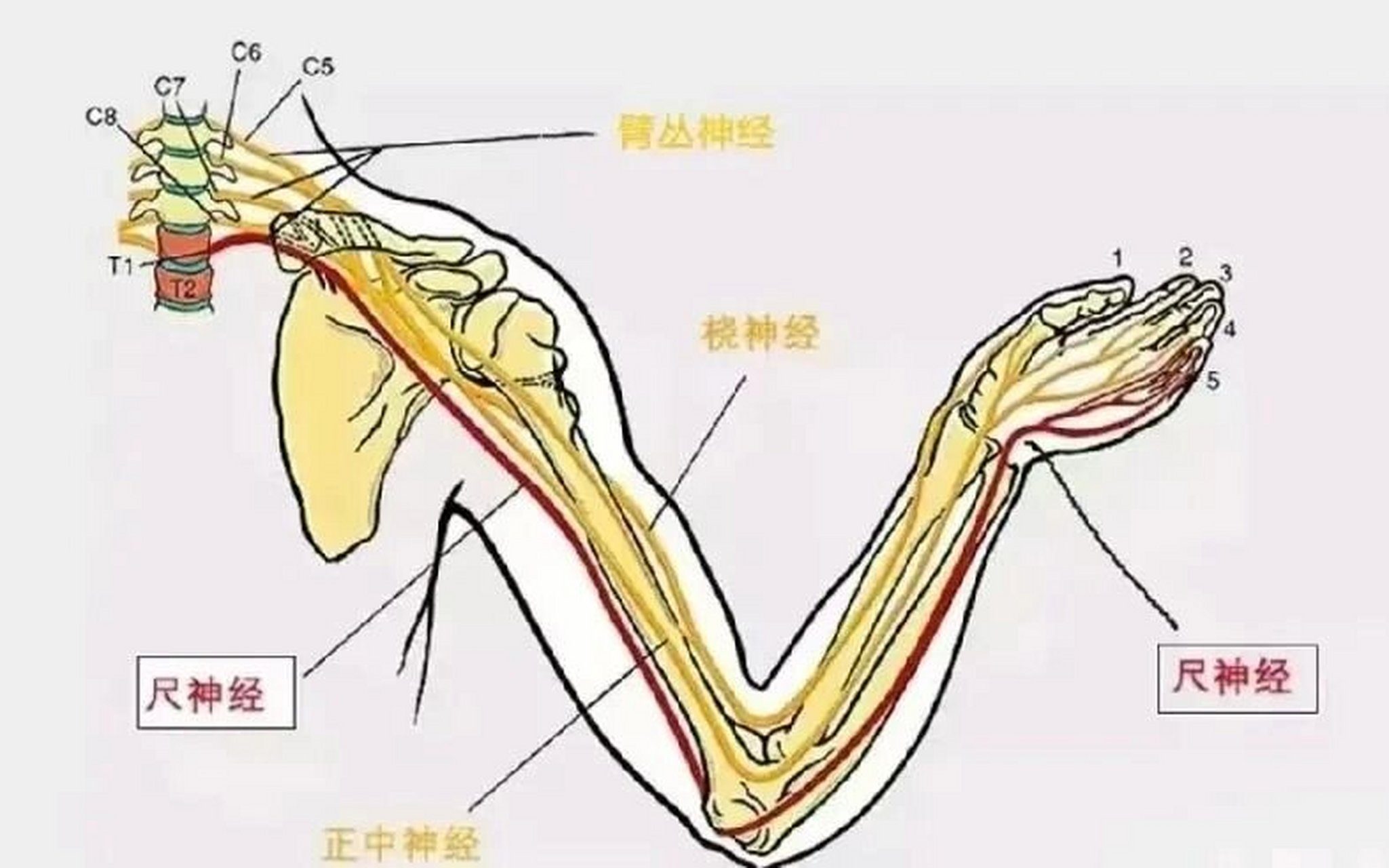 尺神经走行示意图图片