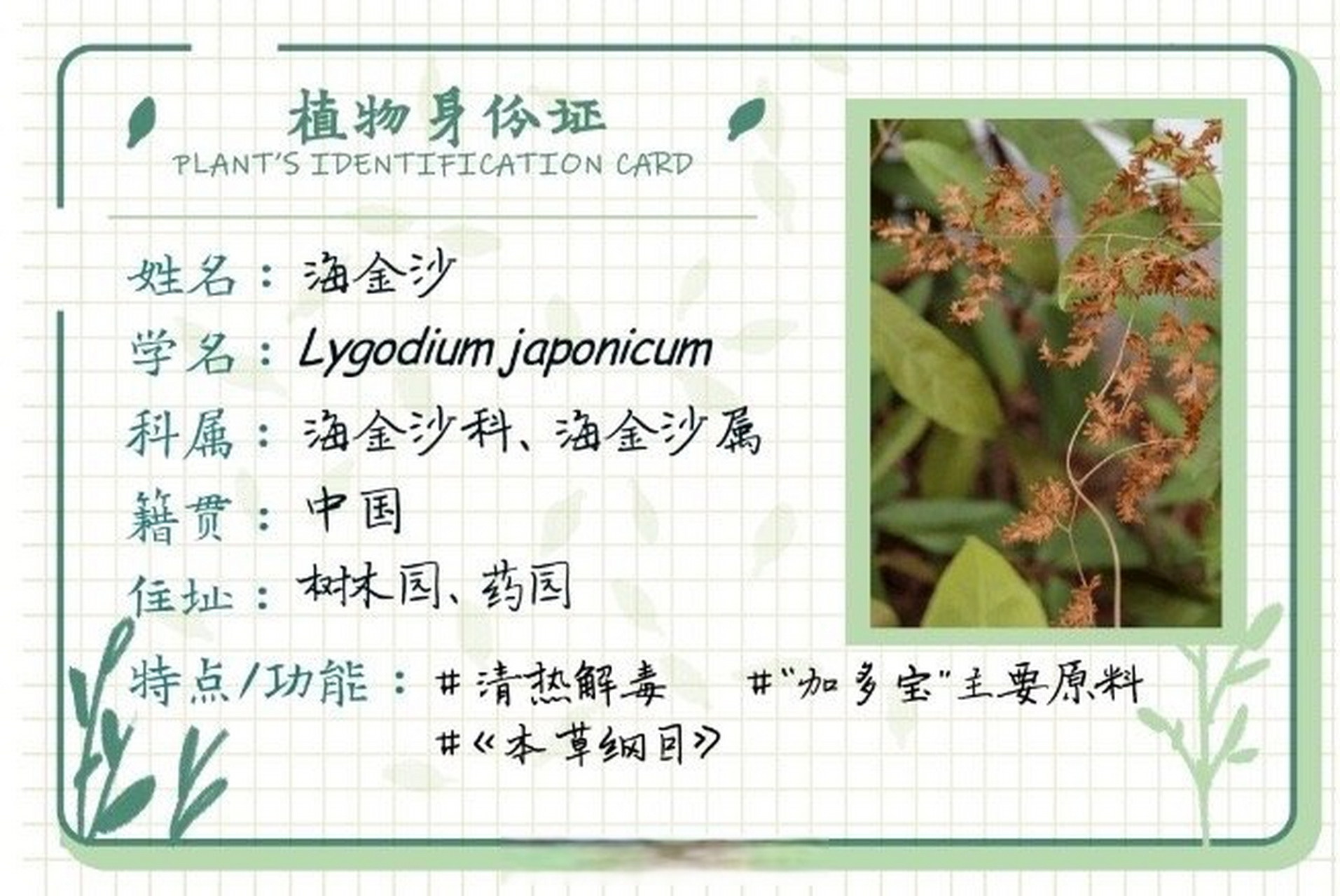 scau的植物世界#  破布叶,三桠苦,海金沙 大名鼎鼎的"凉茶三兄弟"来