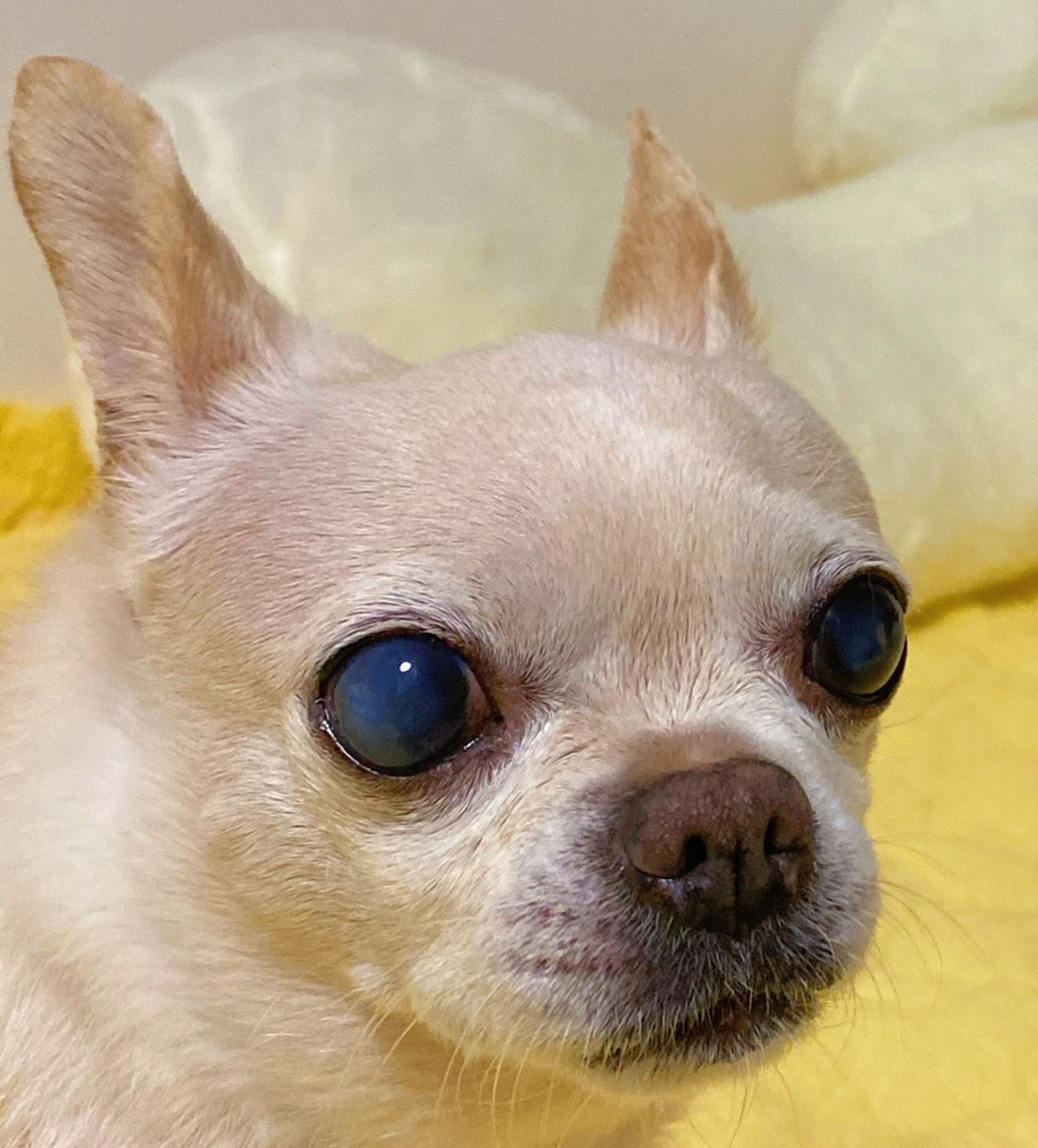 狗狗老年白内障怎么办 求靠谱方法 十四岁 最近发现眼睛出现白色膜