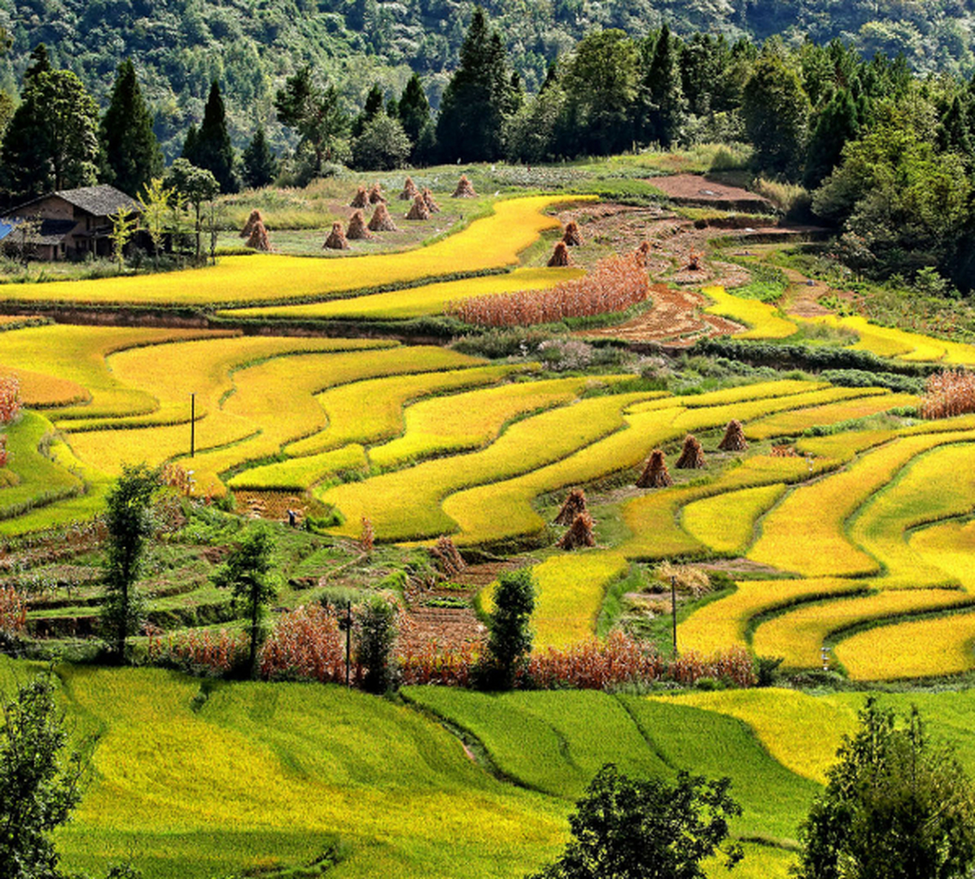 遇见湖北醉美秋色# 秋天,在湖北省利川市谋道镇长坪境内,处处洋溢着