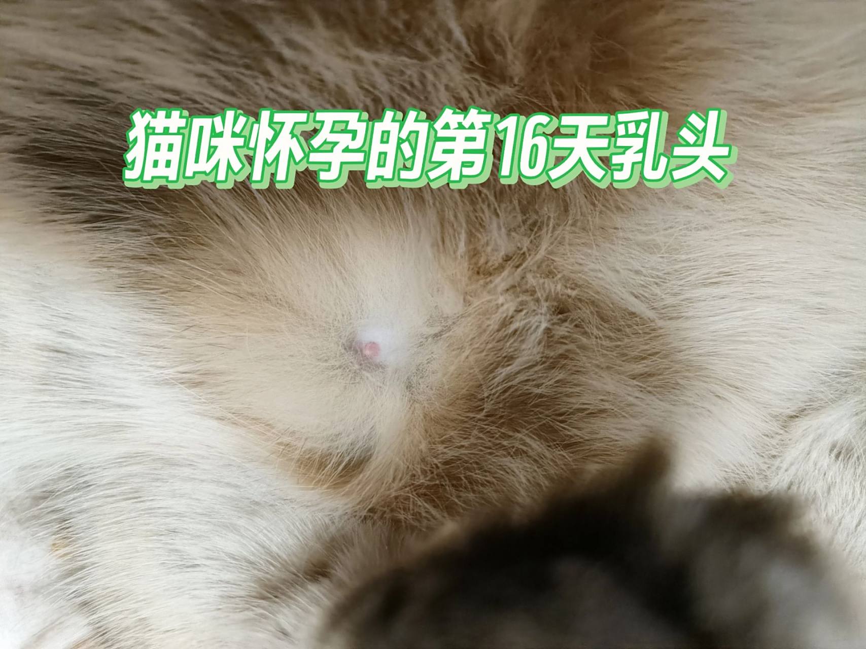 day 16猫咪怀孕的前后的乳头变化