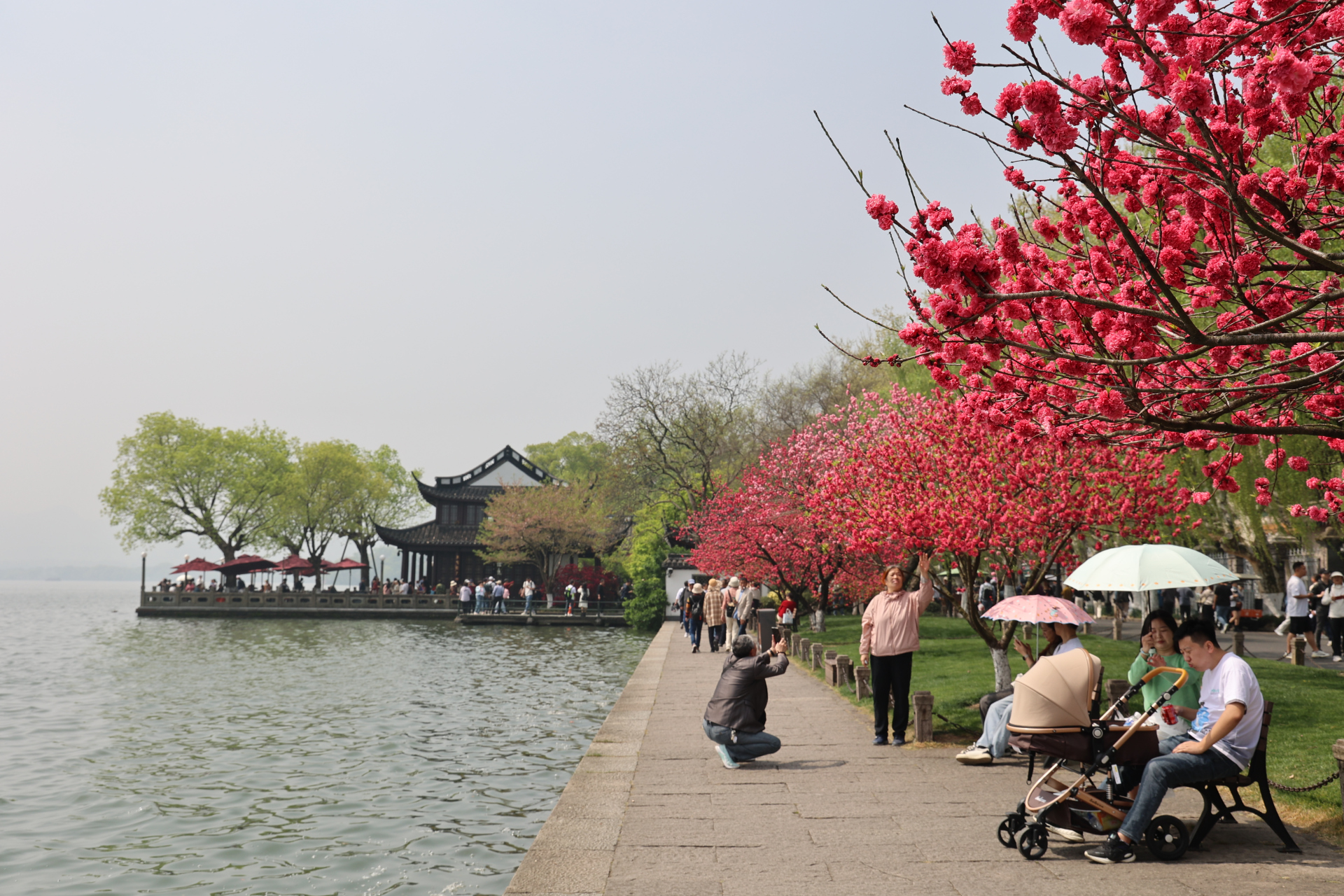 "最美人间四月天",西湖"间株杨柳间株桃",白堤上的精品桃花盛开,现在